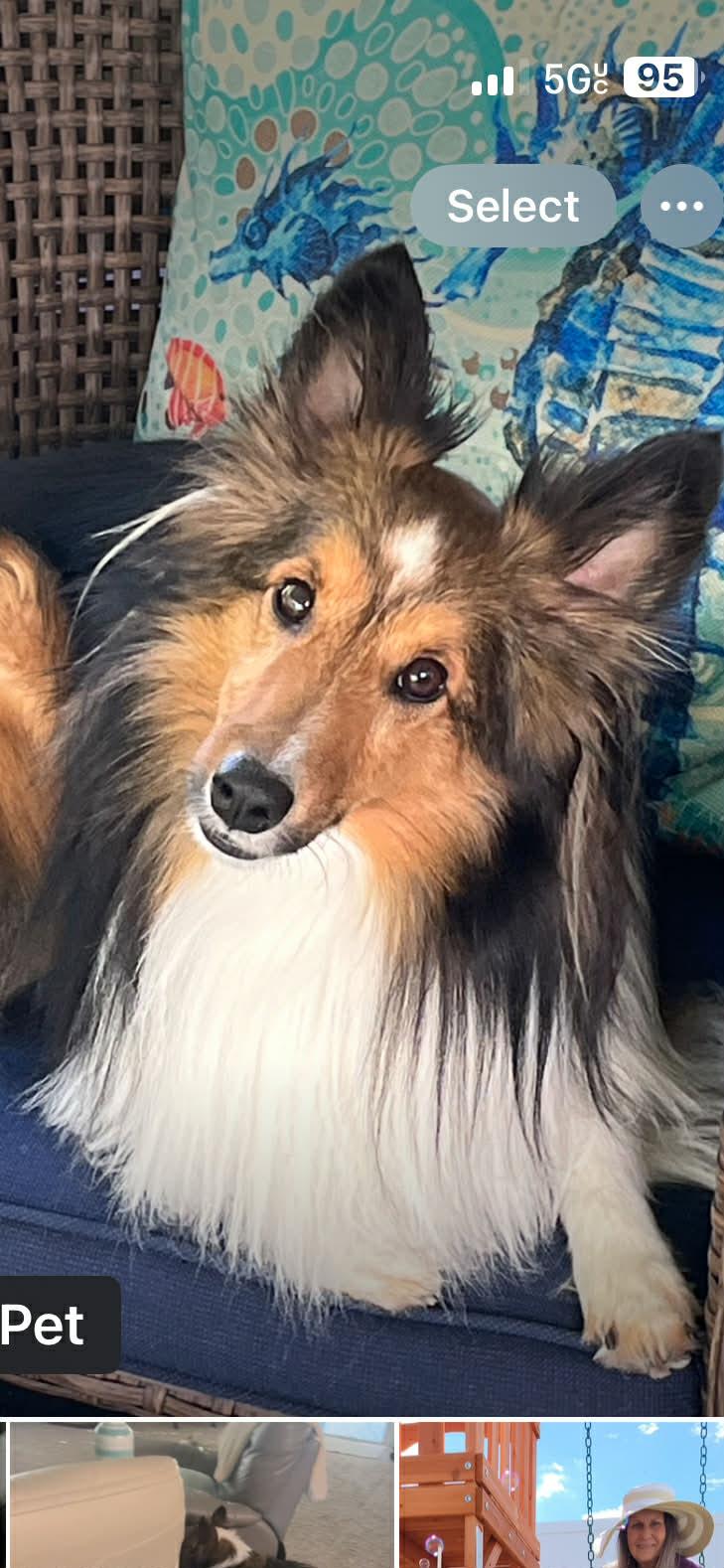 Enlarge Sailor, a ADOPTABLE Shetland Sheepdog / Sheltie in Palm Bay, FL image 3/5