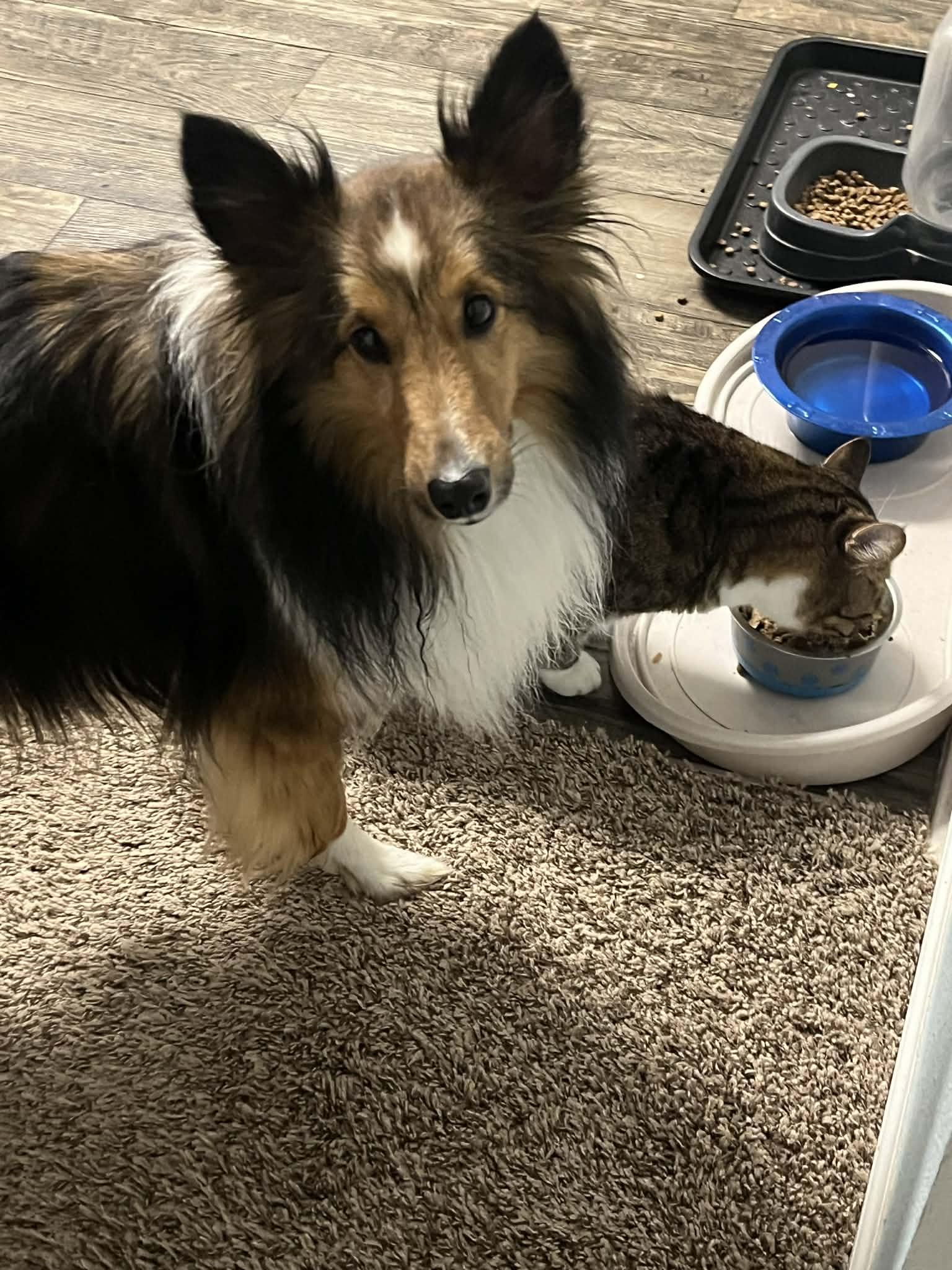 Enlarge Sailor, a ADOPTABLE Shetland Sheepdog / Sheltie in Palm Bay, FL image 2/5