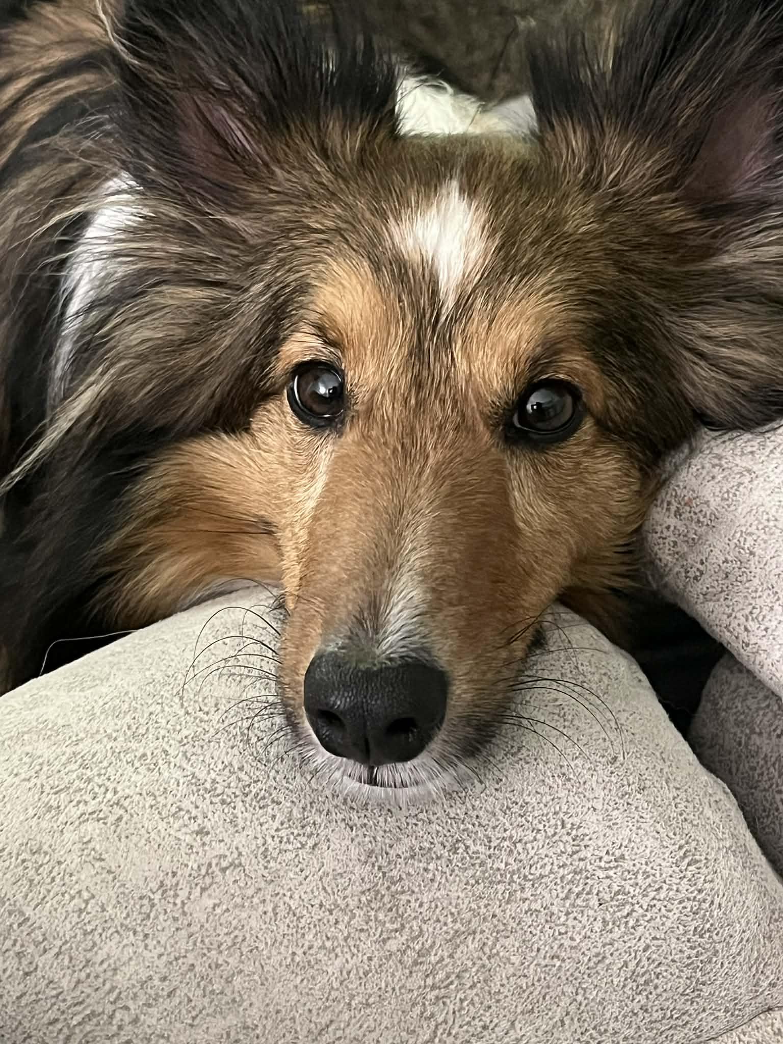 Enlarge Sailor, a ADOPTABLE Shetland Sheepdog / Sheltie in Palm Bay, FL image 4/5