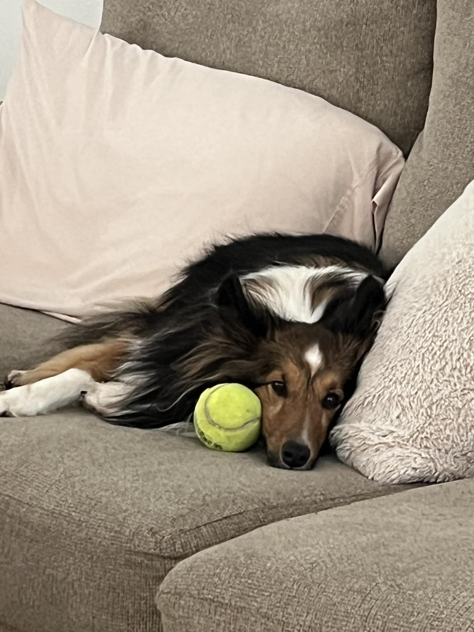 Enlarge Sailor, a ADOPTABLE Shetland Sheepdog / Sheltie in Palm Bay, FL image 5/5