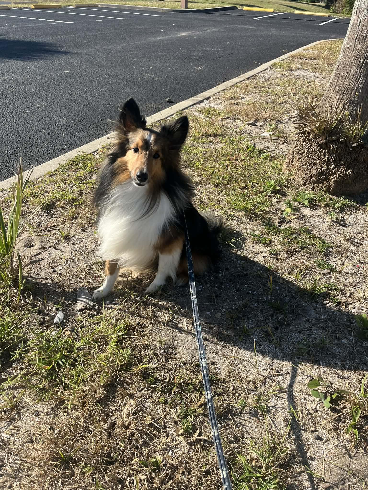 Enlarge Sailor, a ADOPTABLE Shetland Sheepdog / Sheltie in Palm Bay, FL image 1/5