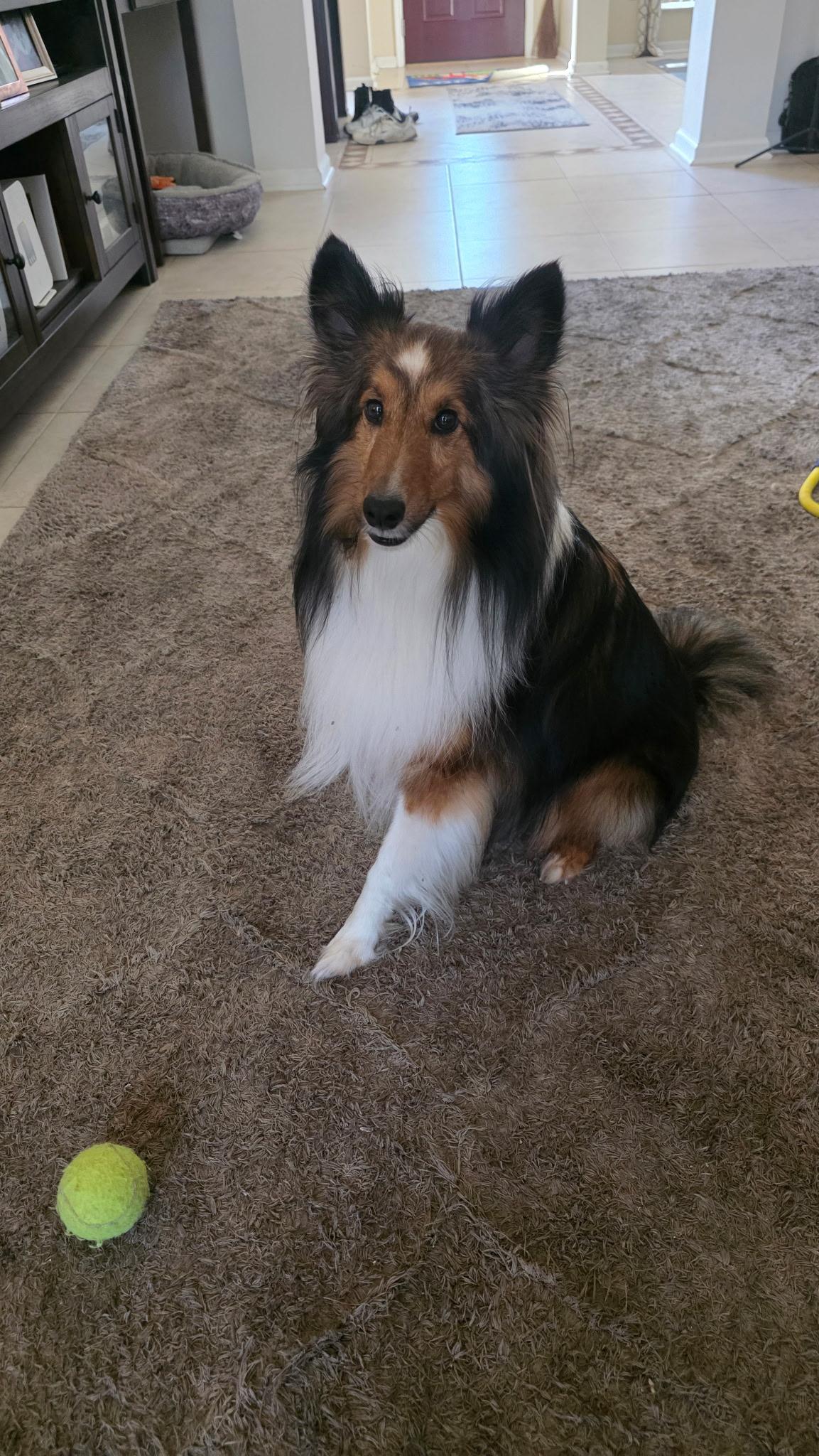 Enlarge Sailor, a ADOPTABLE Shetland Sheepdog / Sheltie in Palm Bay, FL image 5/5