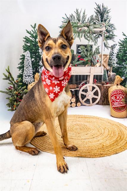 SANDY, Adoptable, Young Female German Shepherd Dog & Mixed Breed.