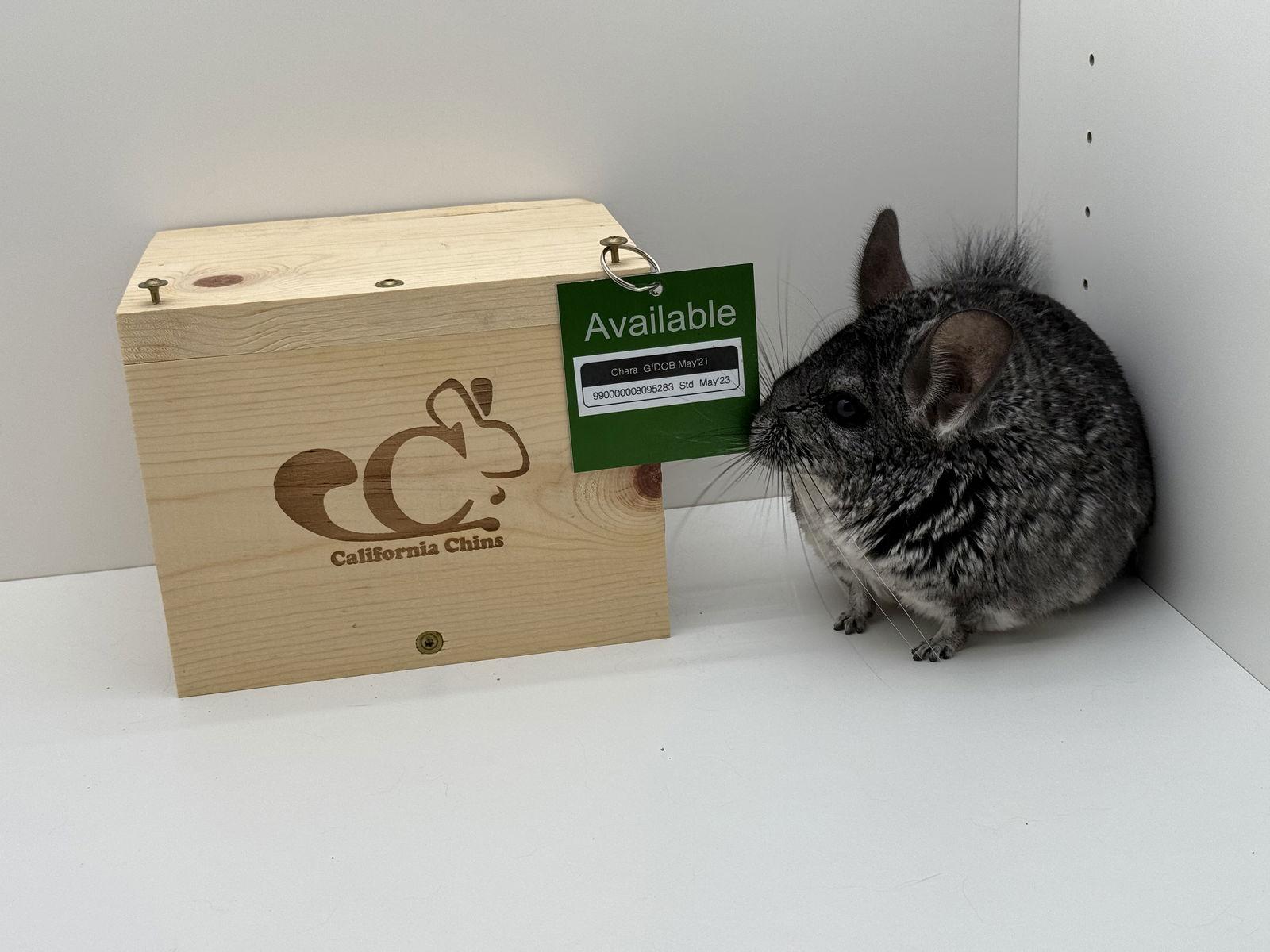 Enlarge Chara, a Adoptable Chinchilla in Sunnyvale, CA image 1/3