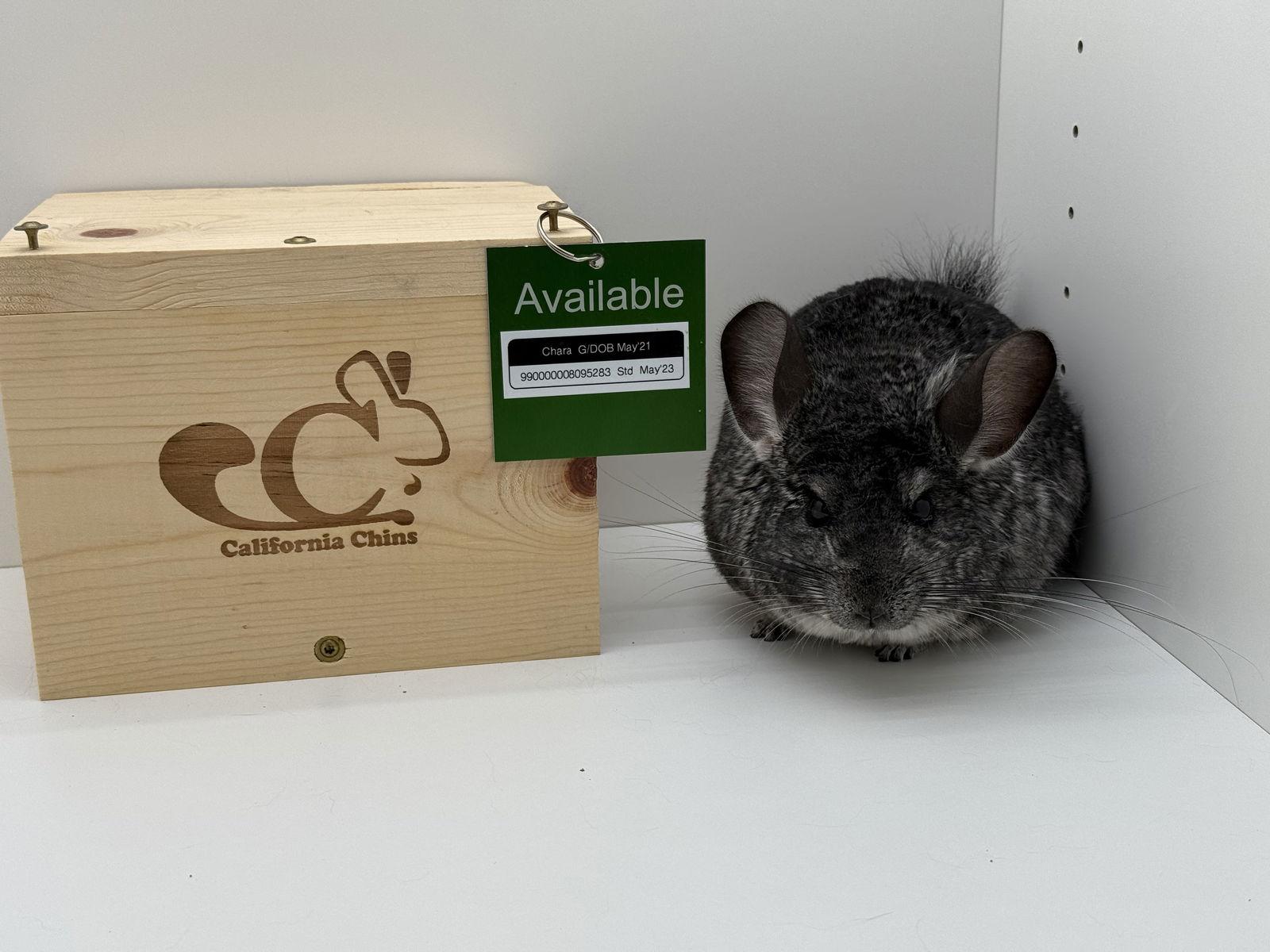 Enlarge Chara, a Adoptable Chinchilla in Sunnyvale, CA image 2/3