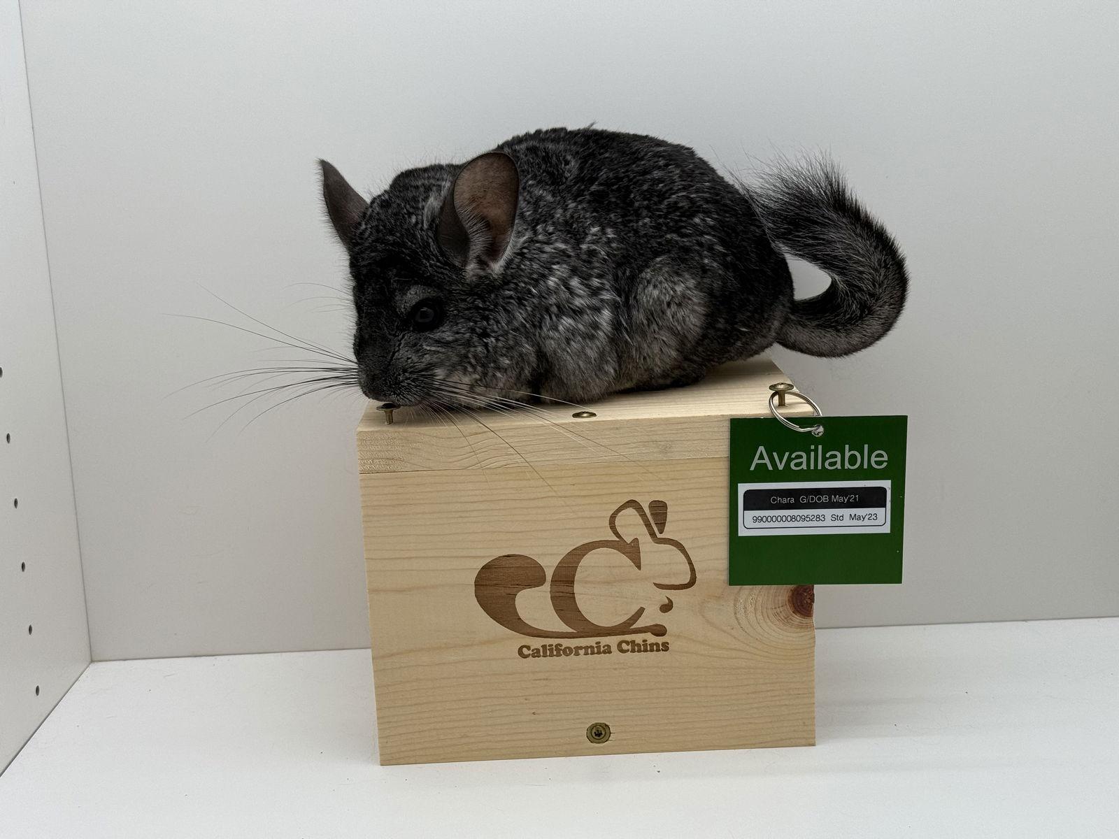 Enlarge Chara, a Adoptable Chinchilla in Sunnyvale, CA image 3/3