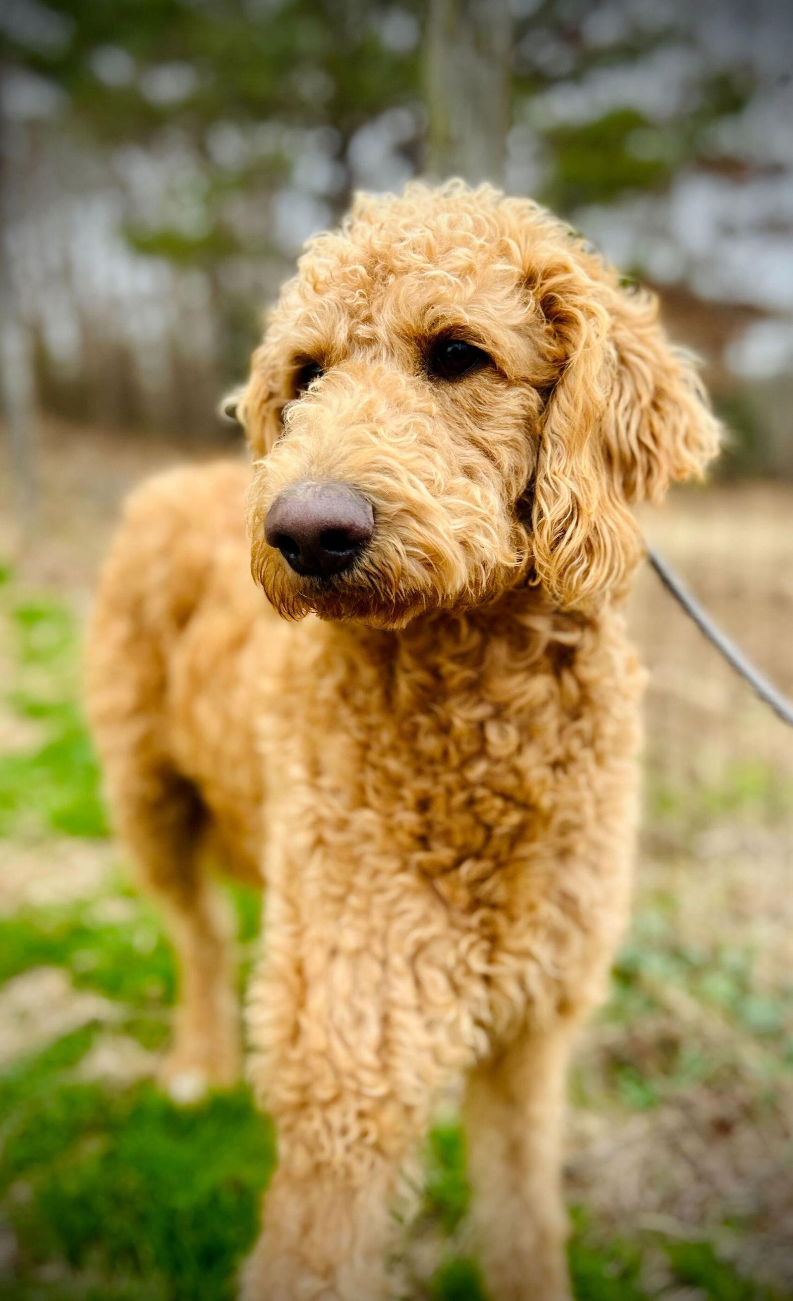 Enlarge Ginger of Earl Nov 25, a Adoptable Standard Poodle in Pacolet, SC image 1/3