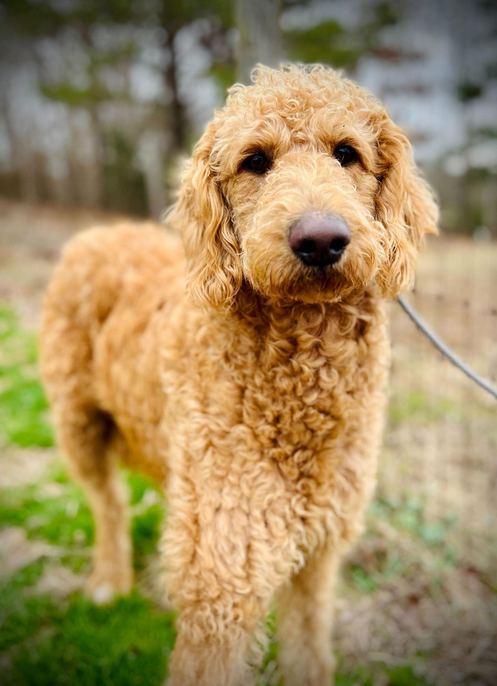 Enlarge Ginger of Earl Nov 25, a Adoptable Standard Poodle in Pacolet, SC image 2/3