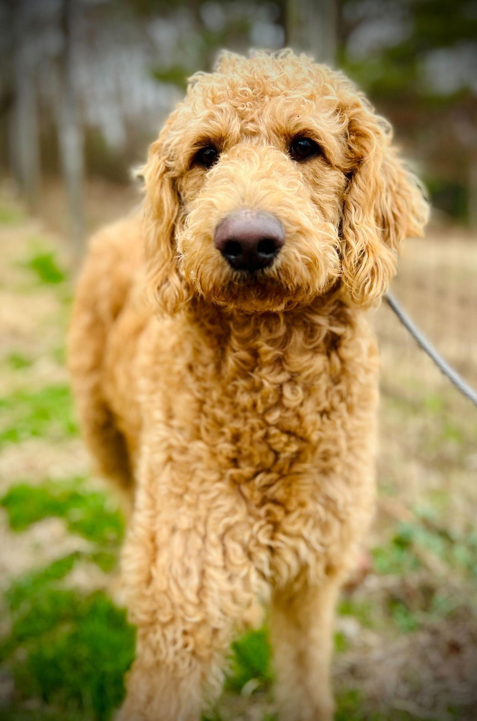 Enlarge Ginger of Earl Nov 25, a Adoptable Standard Poodle in Pacolet, SC image 3/3