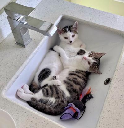 Edmund, a Adoptable Domestic Short Hair in Mississauga, ON image 4/6