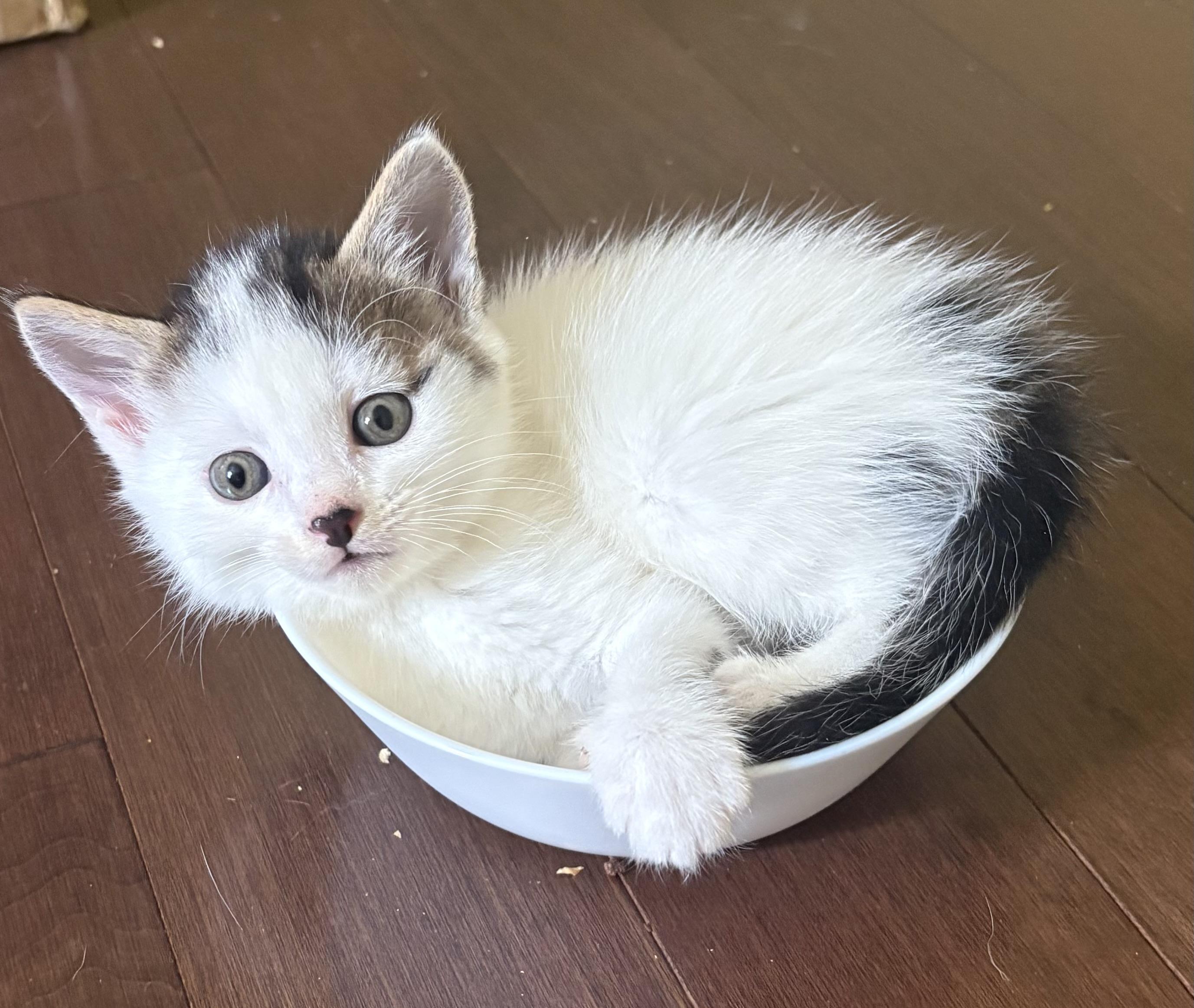 Edmund, Adoptable, Kitten Male Domestic Short Hair.