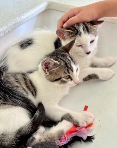 Edmund, a Adoptable Domestic Short Hair in Mississauga, ON image 6/6