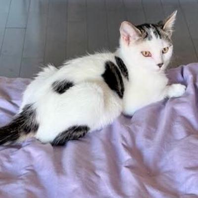 Edmund, a Adoptable Domestic Short Hair in Mississauga, ON image 1/6