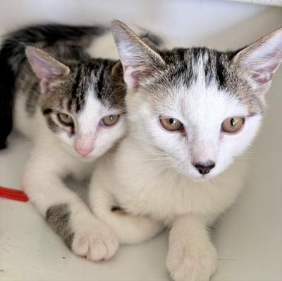 Edmund, a Adoptable Domestic Short Hair in Mississauga, ON image 5/6