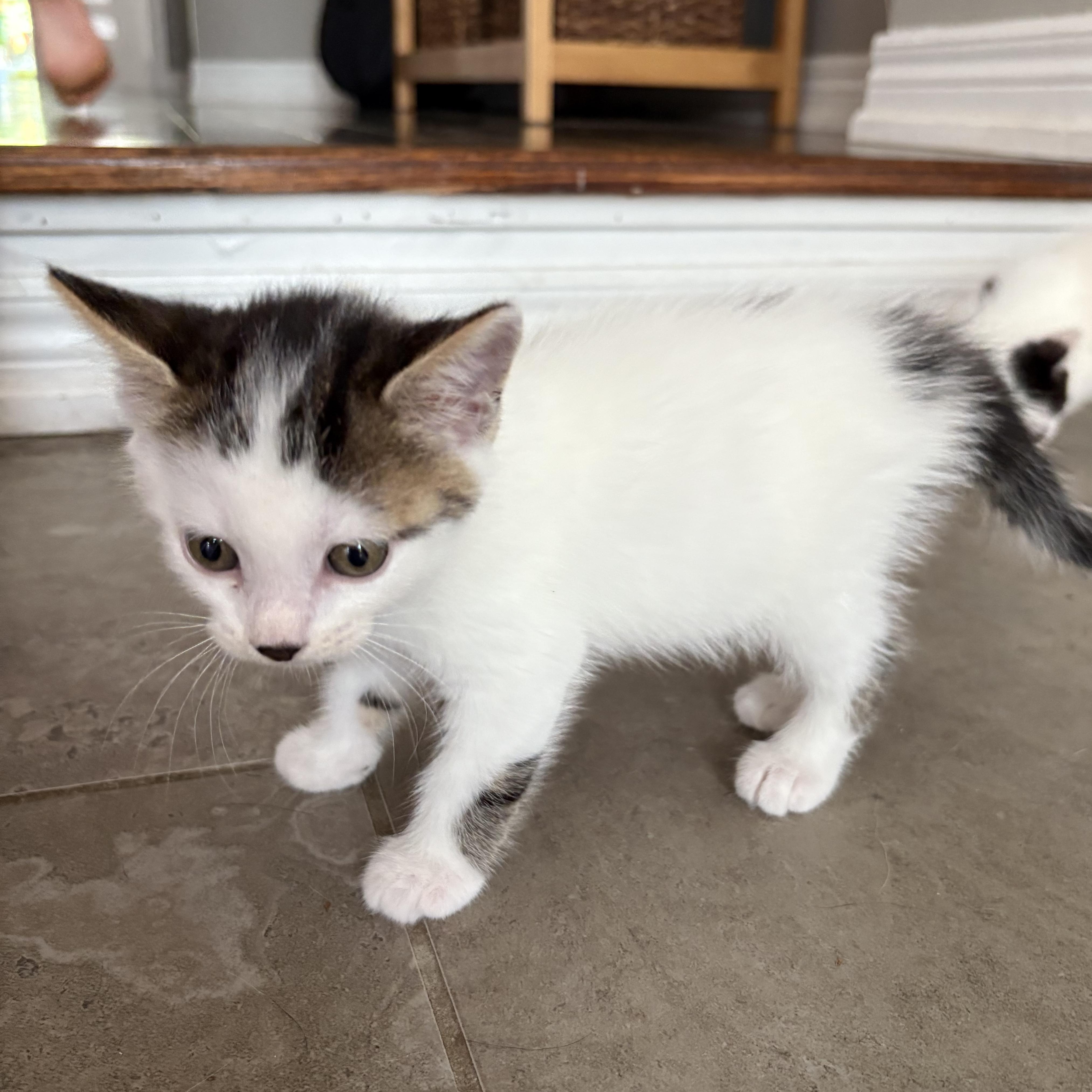 Edmund, a Adoptable Domestic Short Hair in Mississauga, ON image 3/6