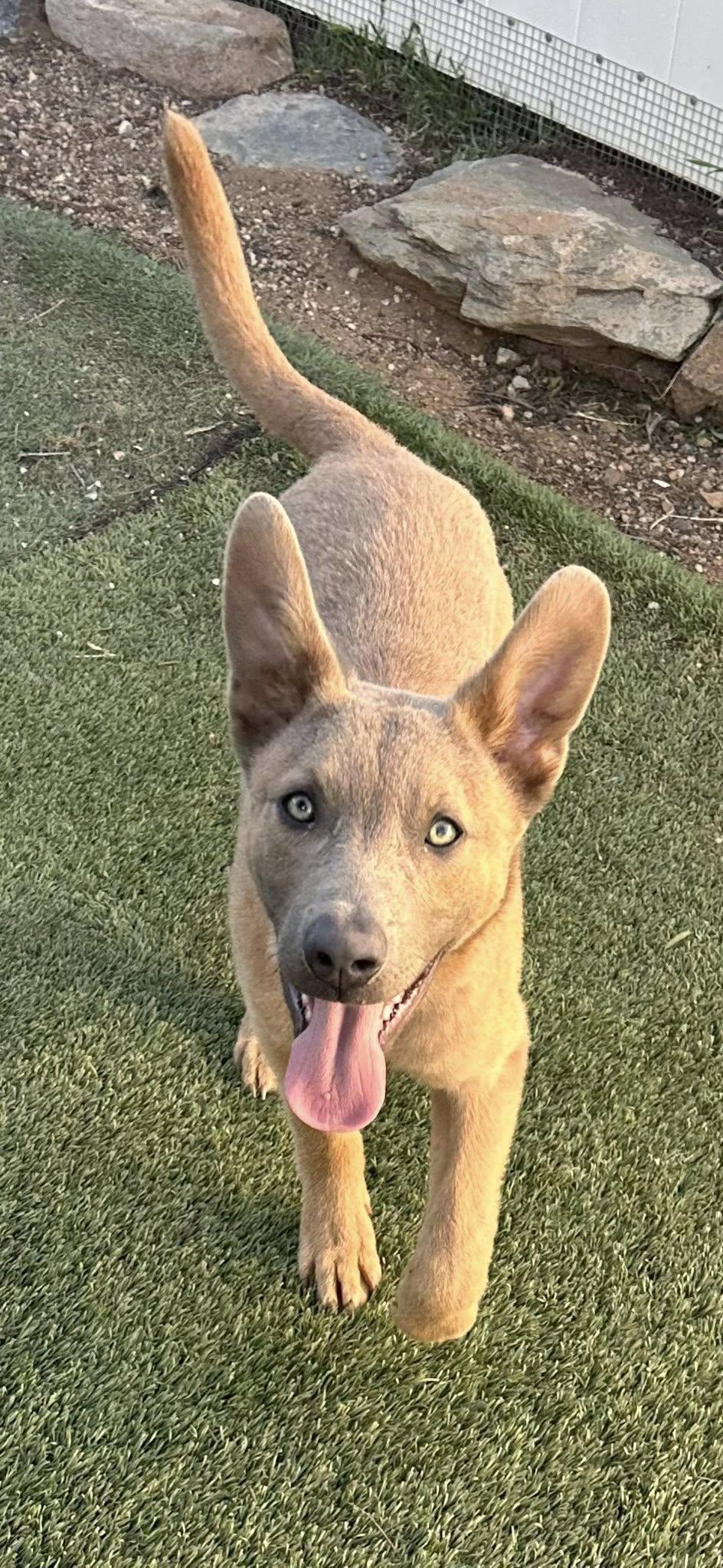 Enlarge River, a ADOPTABLE mixed breed in Agua Dulce, CA image 1/6