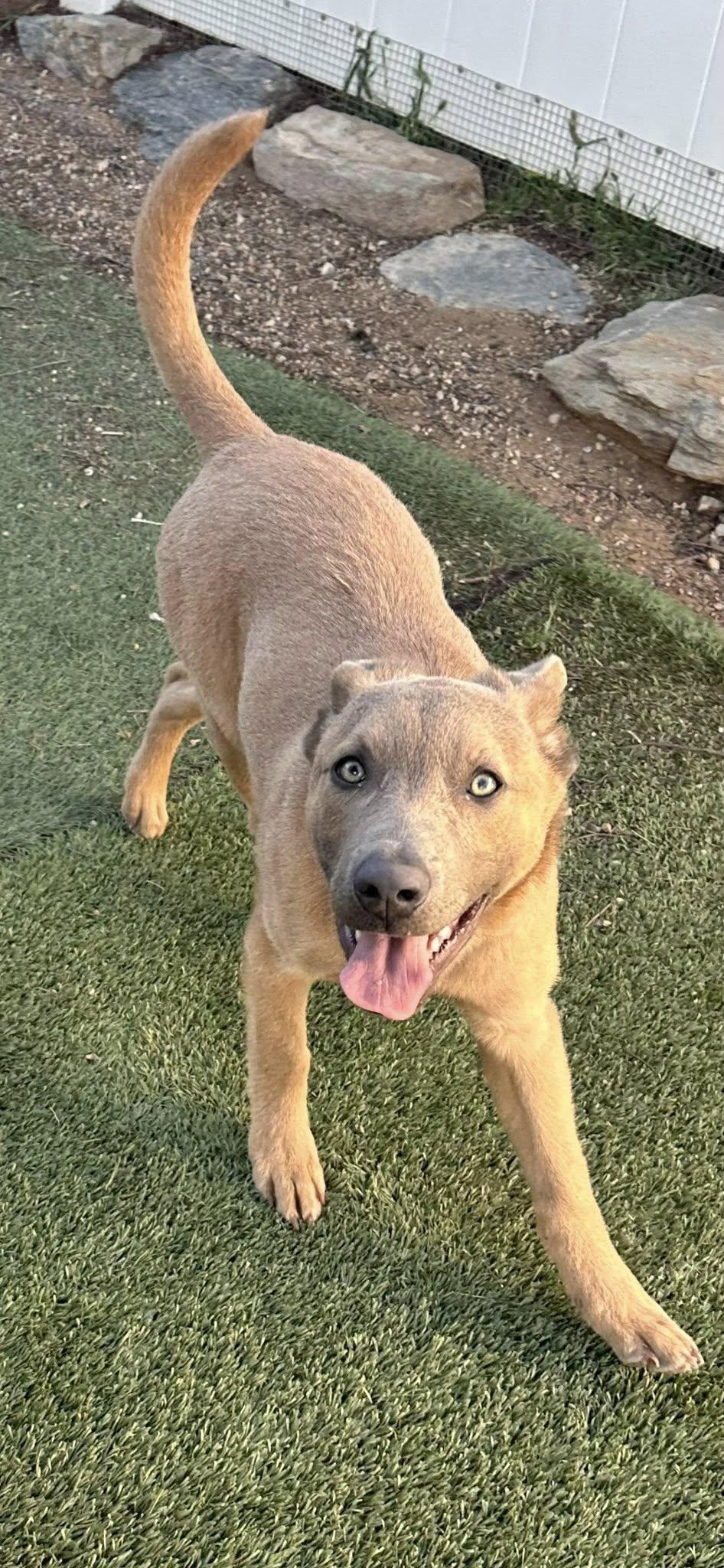 Enlarge River, a ADOPTABLE mixed breed in Agua Dulce, CA image 2/6