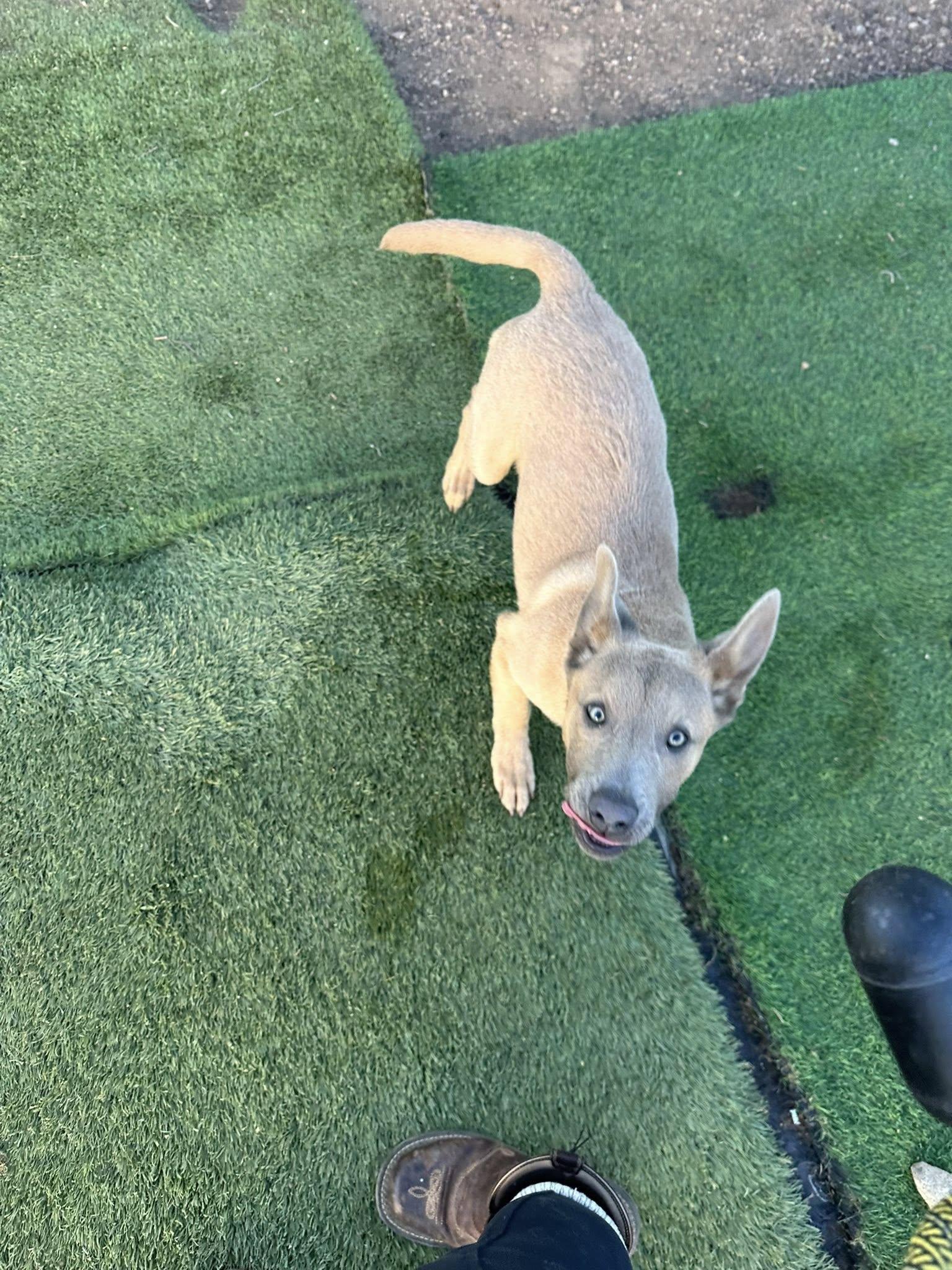 Enlarge River, a ADOPTABLE mixed breed in Agua Dulce, CA image 4/6