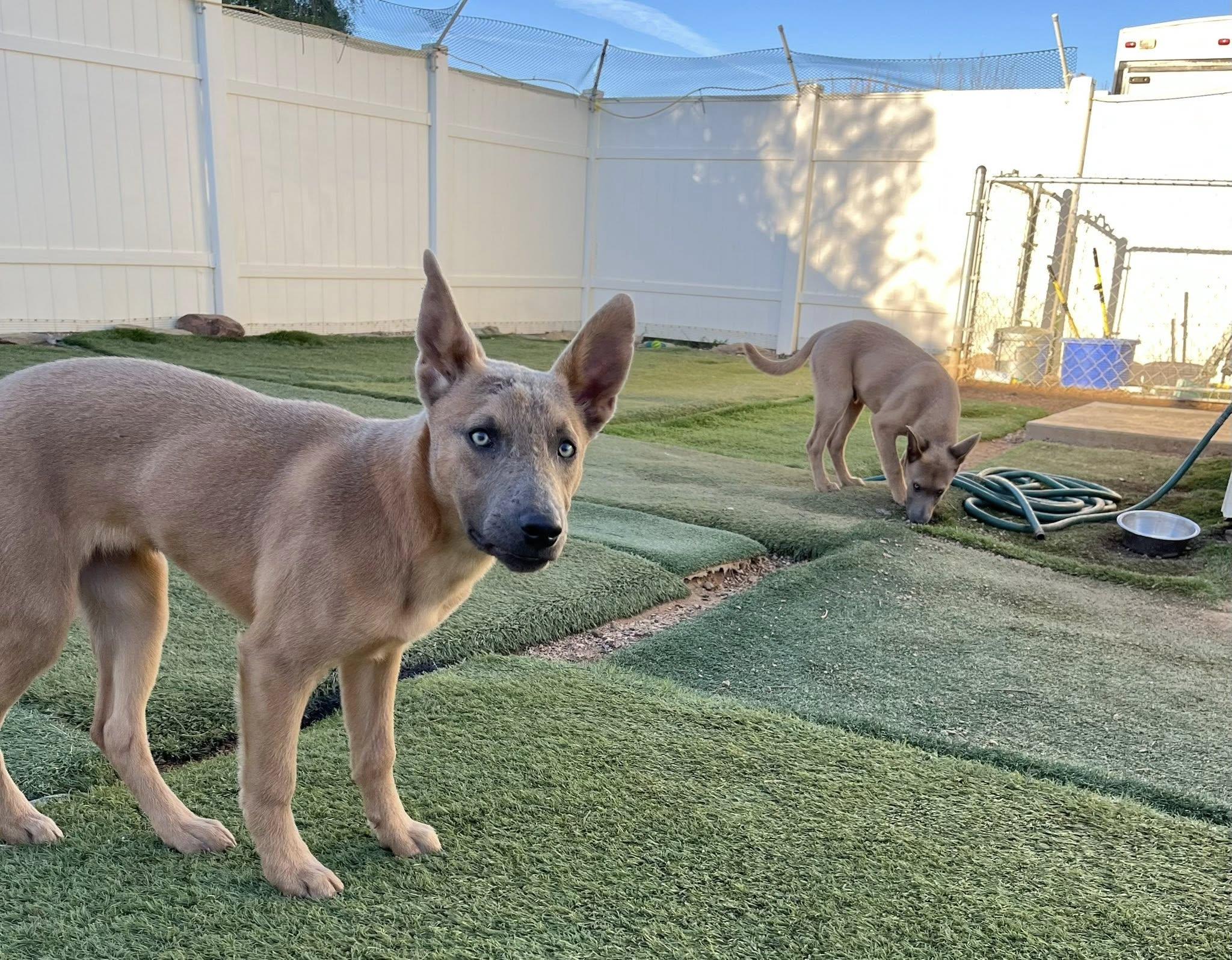Enlarge River, a ADOPTABLE mixed breed in Agua Dulce, CA image 6/6