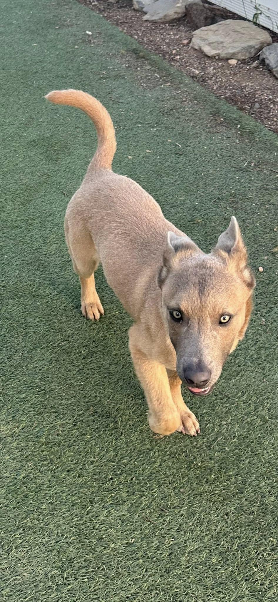 Enlarge River, a ADOPTABLE mixed breed in Agua Dulce, CA image 3/6