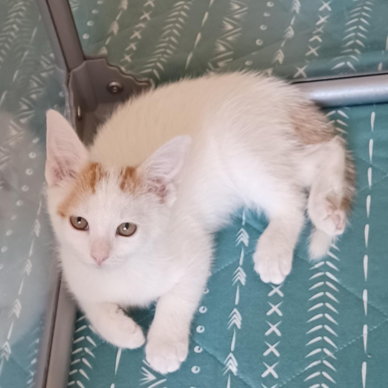 Frankie, ADOPTABLE, Kitten Female Domestic Short Hair.