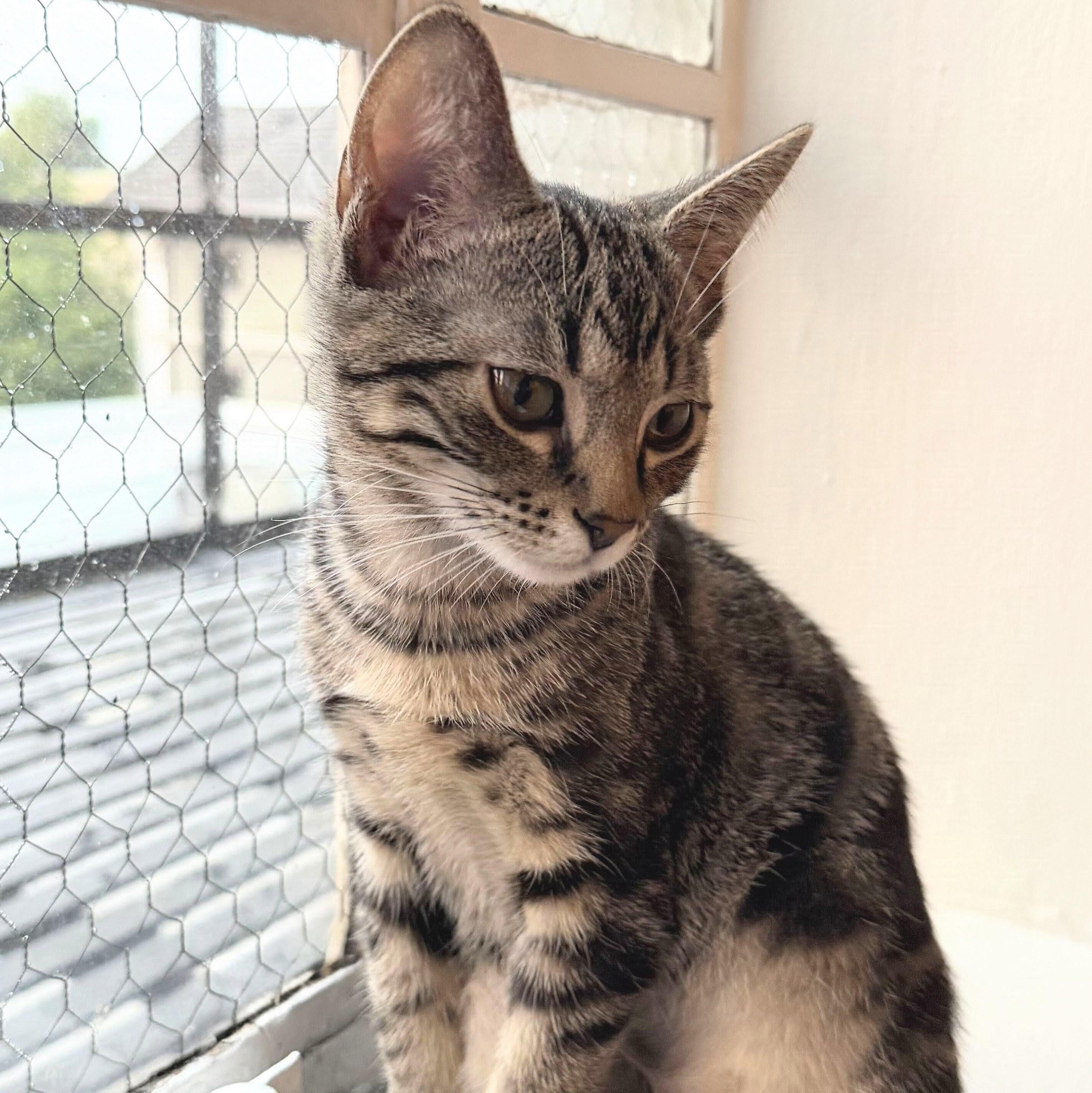 Enlarge Richard, a Adoptable Domestic Short Hair in Wilsonville, OR image 2/6