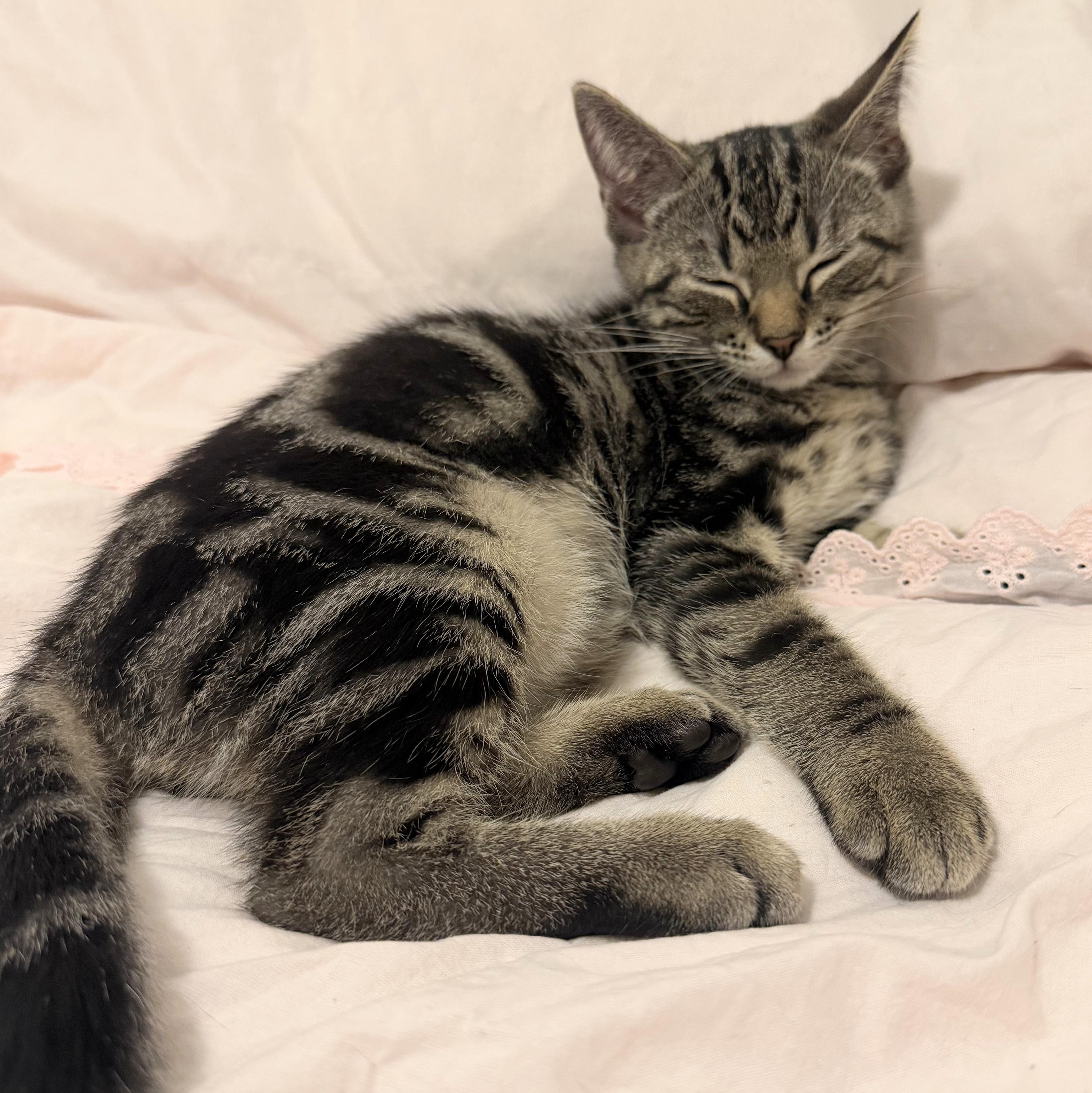 Enlarge Richard, a Adoptable Domestic Short Hair in Wilsonville, OR image 4/6