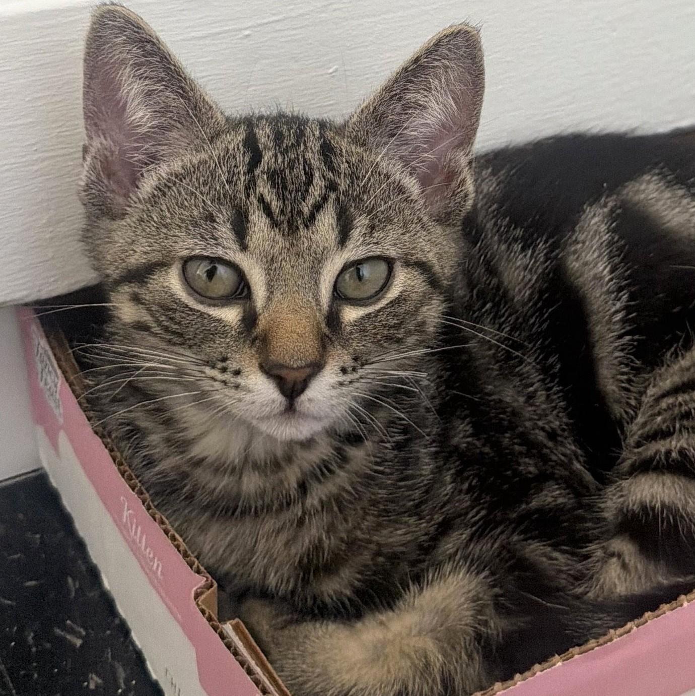Enlarge Richard, a Adoptable Domestic Short Hair in Wilsonville, OR image 5/6
