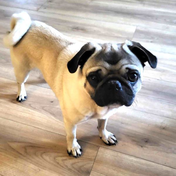 Keaton, an adopted Pug in Alvin, TX_image-1