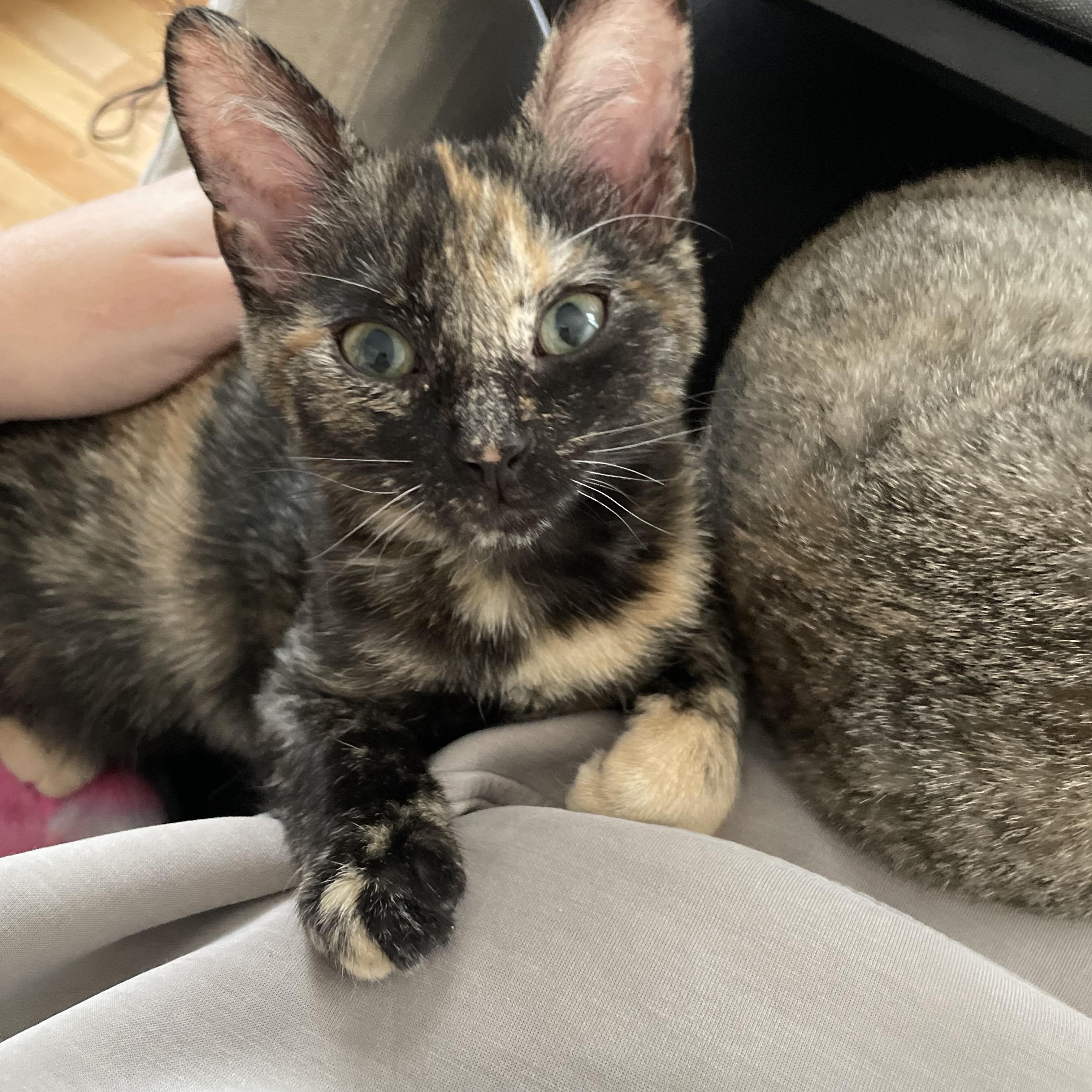 Enlarge Callie, a Adoptable Dilute Tortoiseshell in Frederick, MD image 1/2