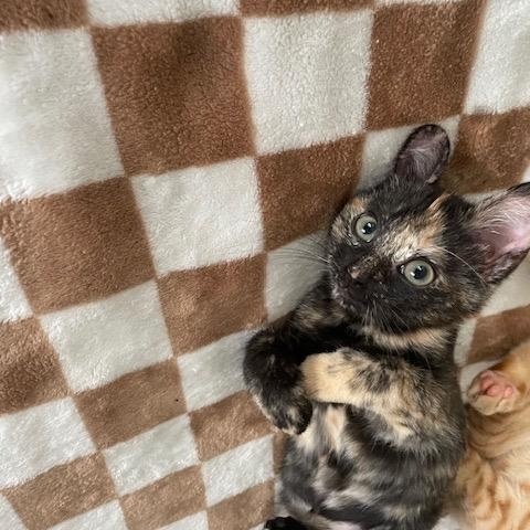 Enlarge Callie, a Adoptable Dilute Tortoiseshell in Frederick, MD image 2/2