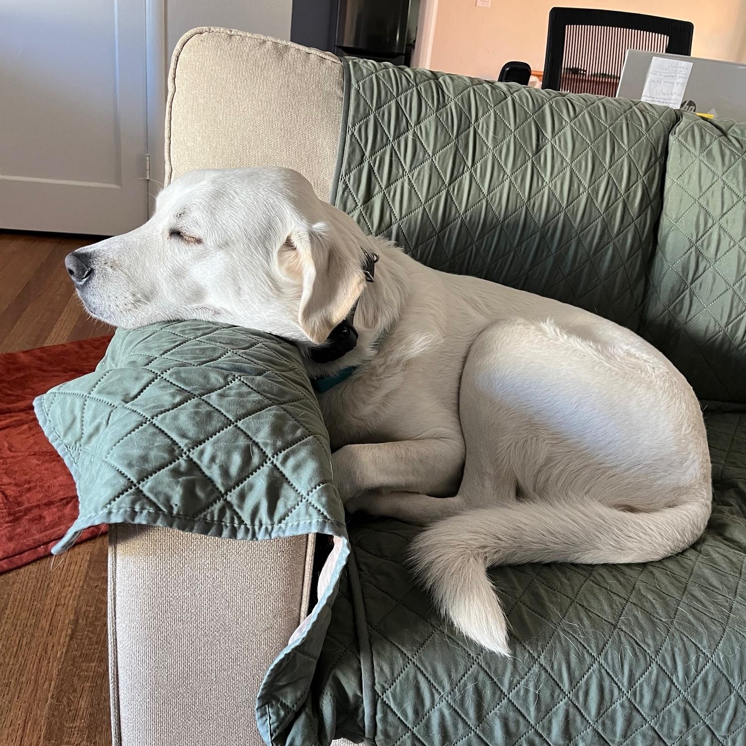 Cotton, an adoptable Akbash in Sacramento, CA, 95814 | Photo Image 3