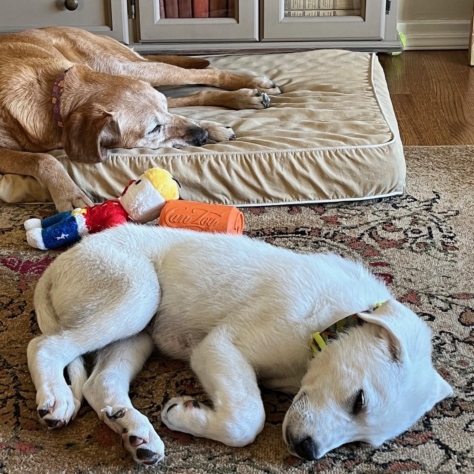 Enlarge Cotton, a Adoptable Akbash in Sacramento, CA image 3/6