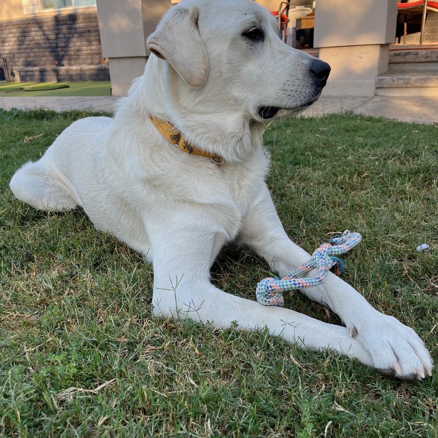 Enlarge Cotton, a Adoptable Akbash in Sacramento, CA image 6/6
