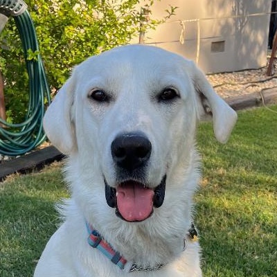 Cotton, Adoptable, Young Male Akbash.