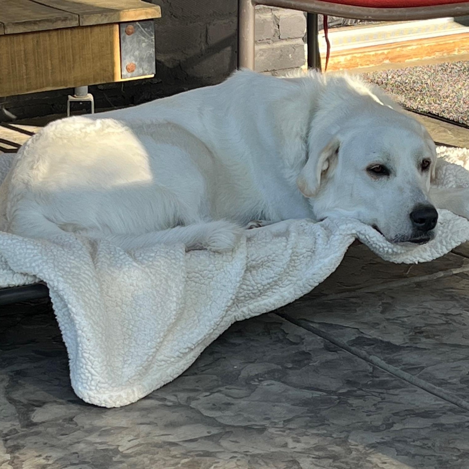 Enlarge Cotton, a Adoptable Akbash in Sacramento, CA image 5/6