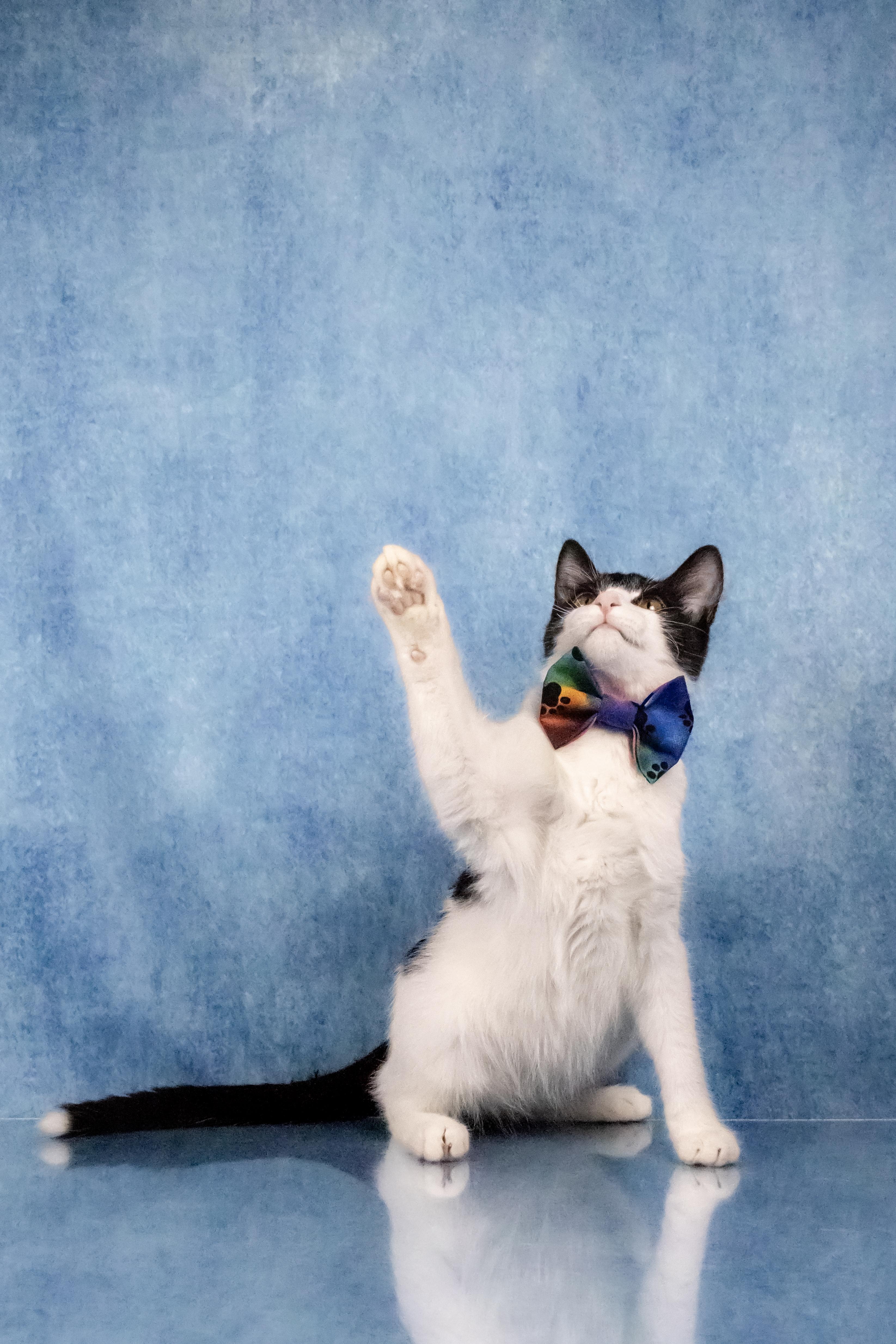 Enlarge Farley, a Adoptable mixed breed in Tuscaloosa, AL image 5/6