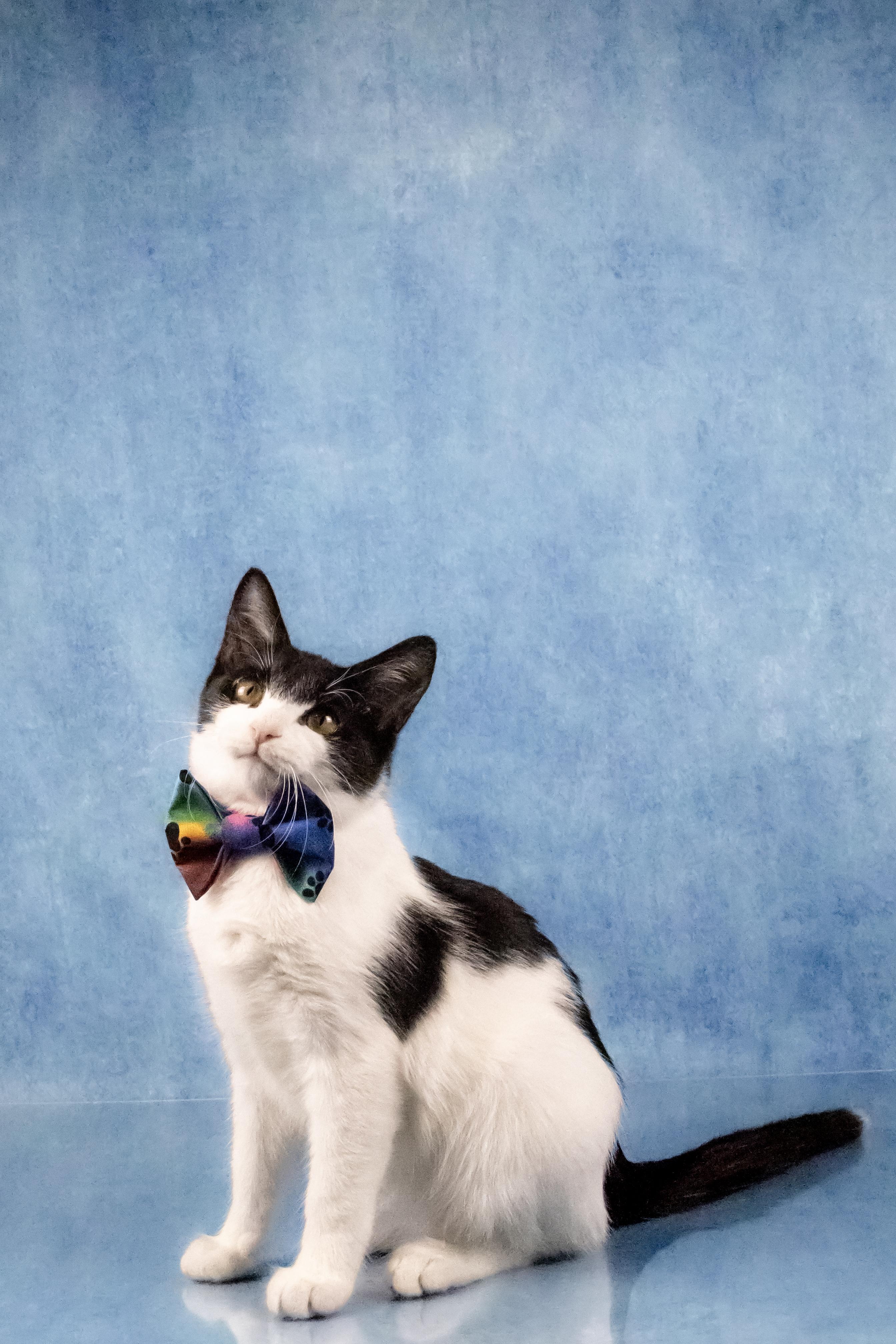 Enlarge Farley, a Adoptable mixed breed in Tuscaloosa, AL image 4/6