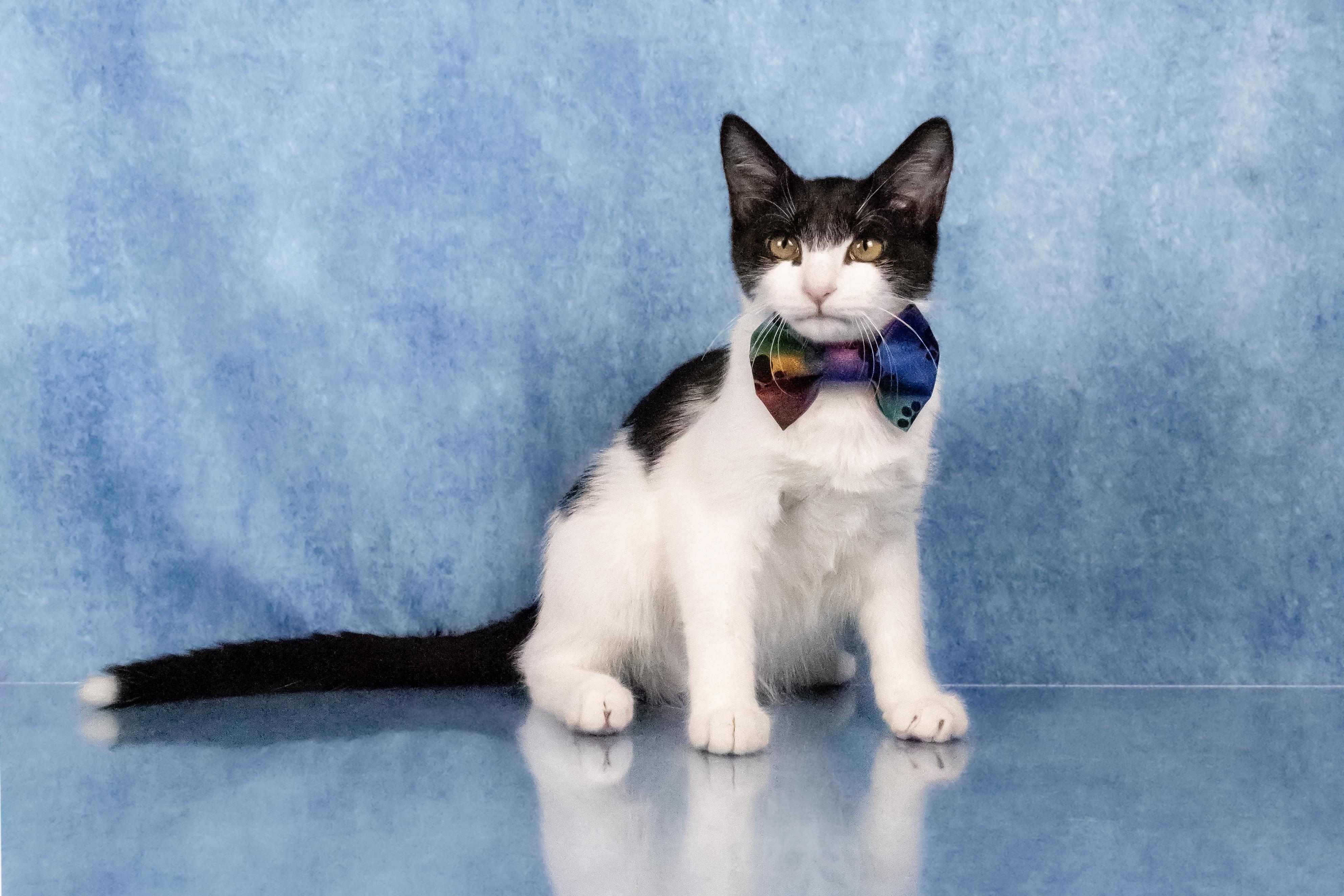 Enlarge Farley, a Adoptable mixed breed in Tuscaloosa, AL image 3/6