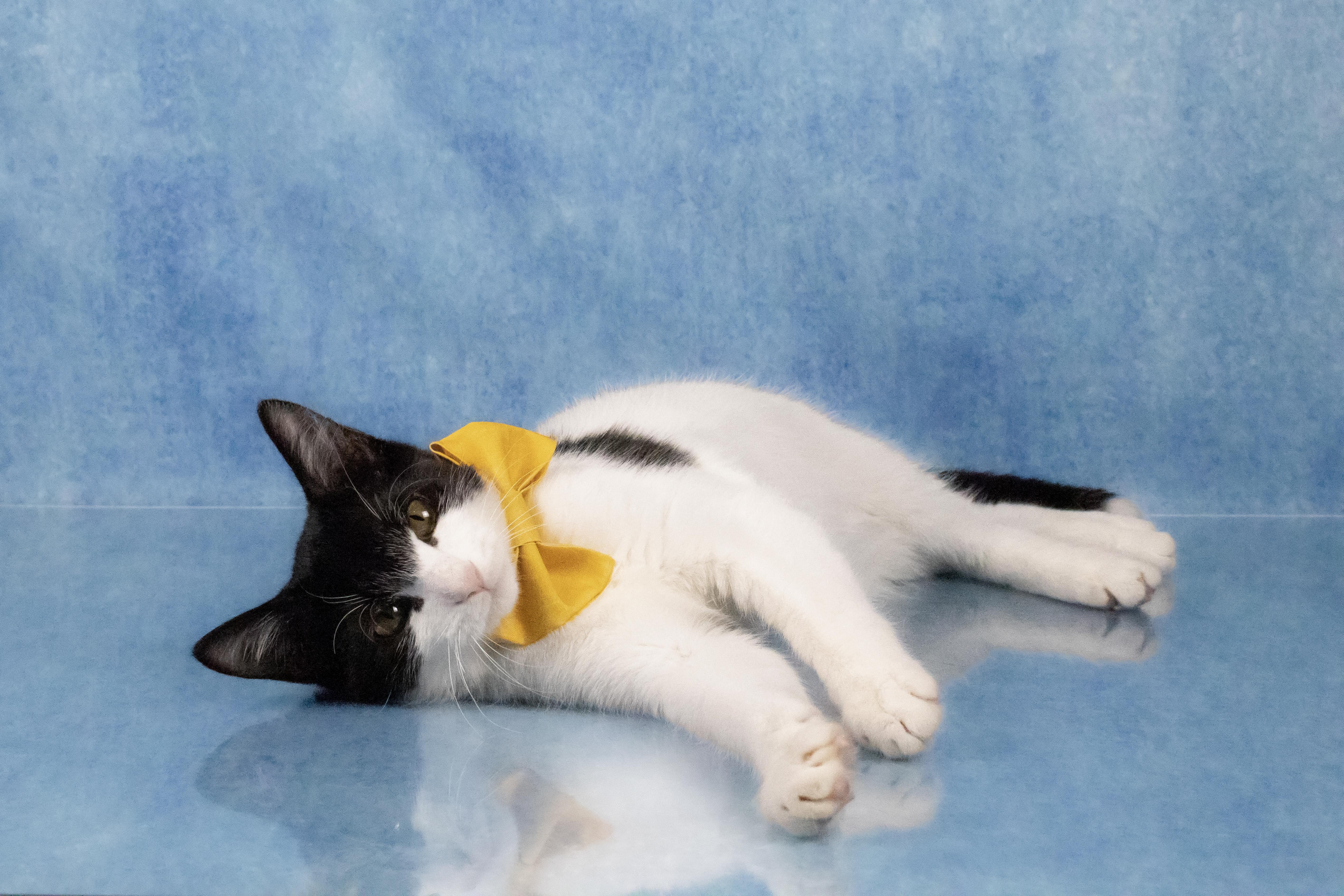 Enlarge Farley, a Adoptable mixed breed in Tuscaloosa, AL image 2/6