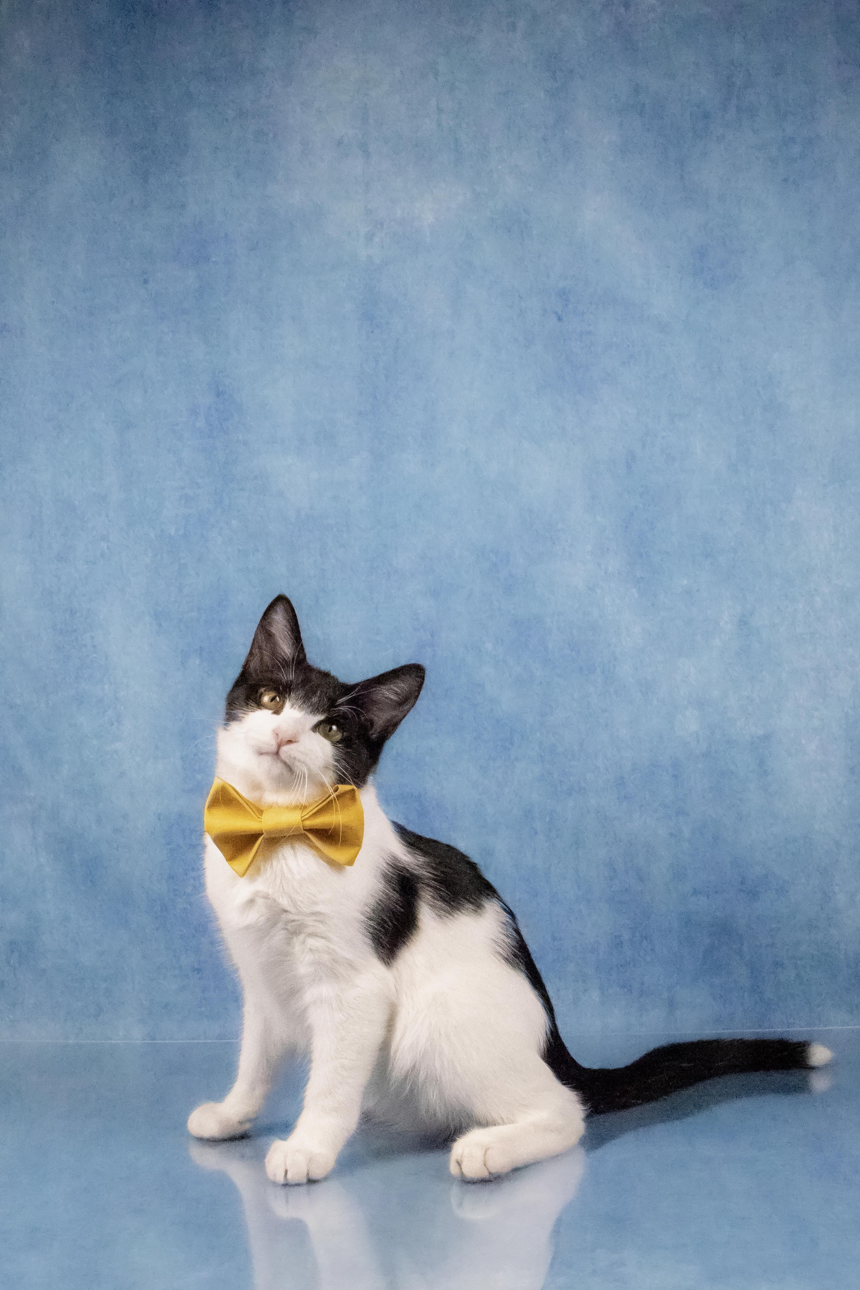 Enlarge Farley, a Adoptable mixed breed in Tuscaloosa, AL image 6/6