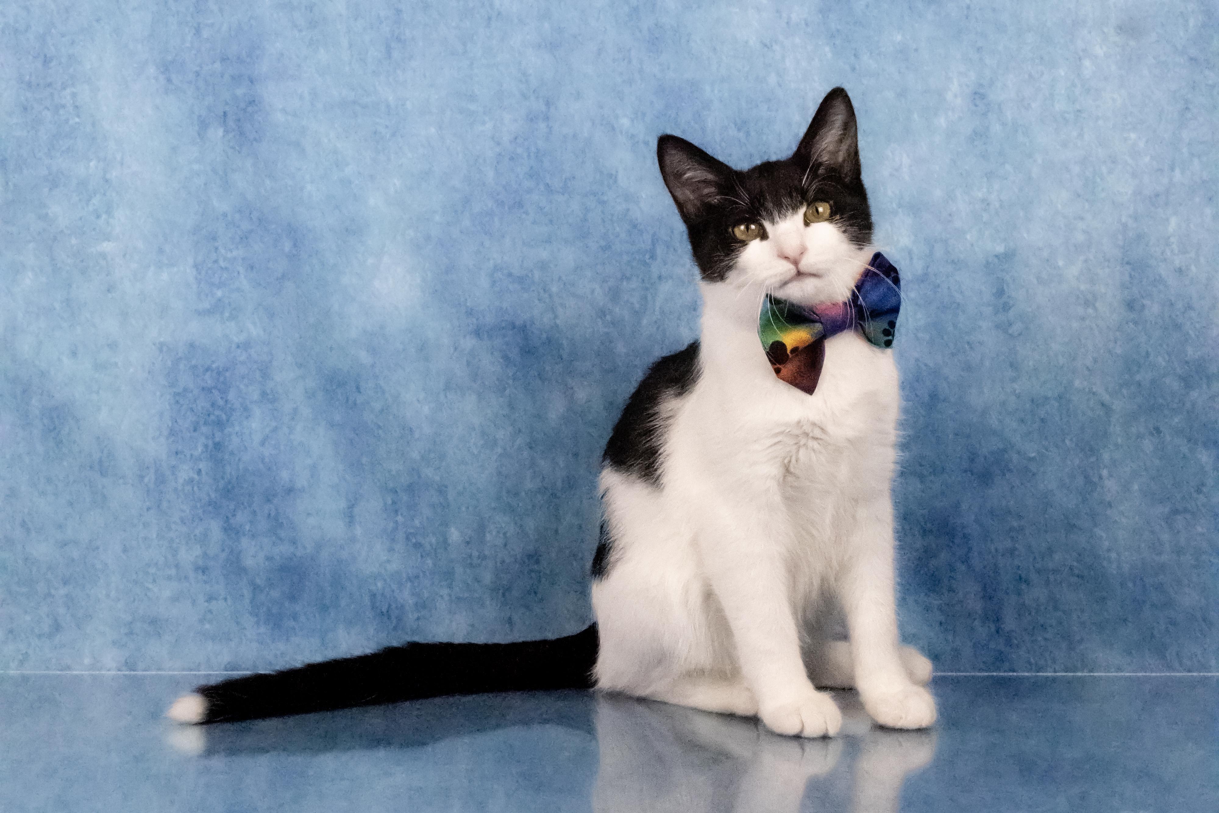 Enlarge Farley, a Adoptable mixed breed in Tuscaloosa, AL image 1/6