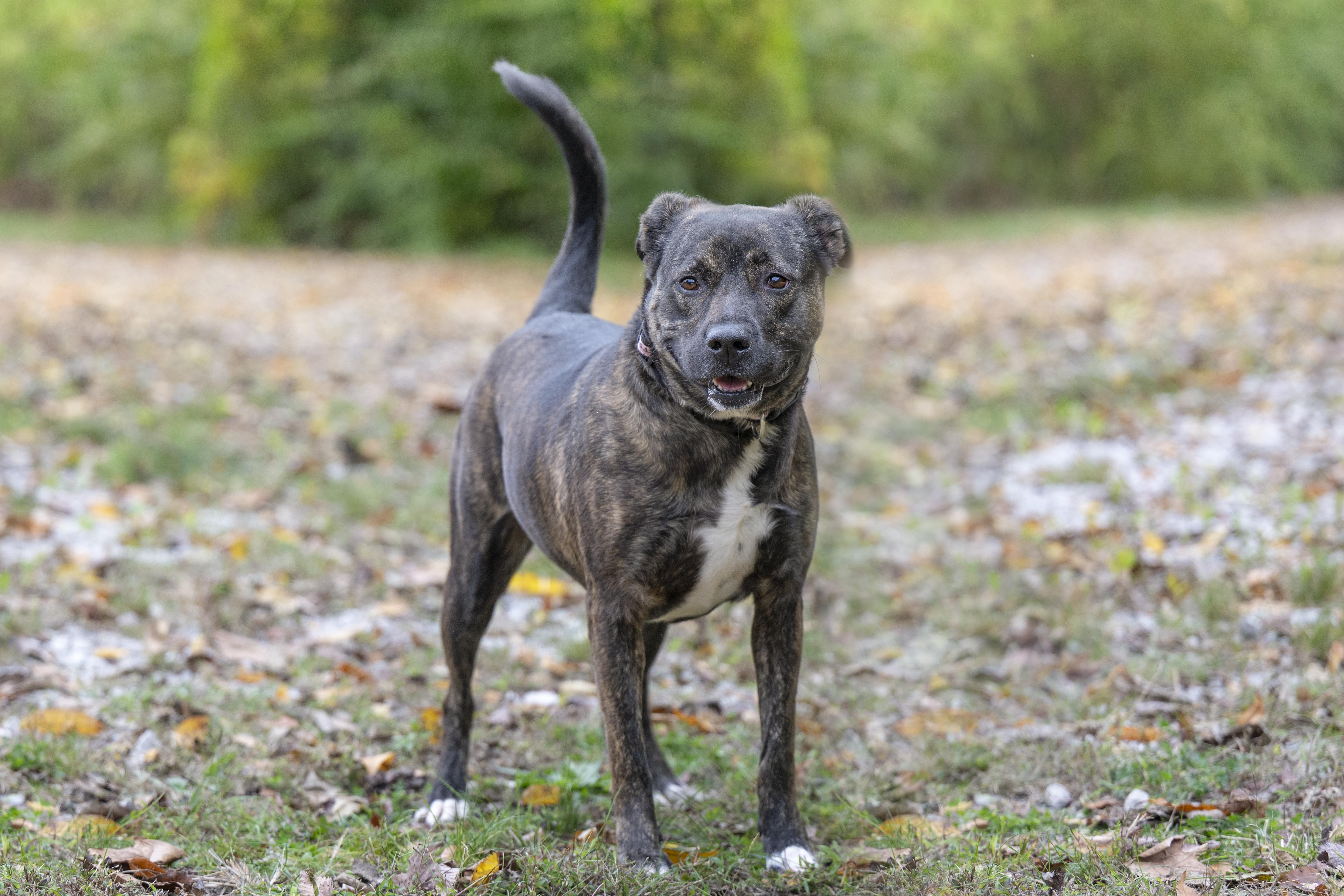 Flora, Adoptable, Adult Female Mountain Cur.