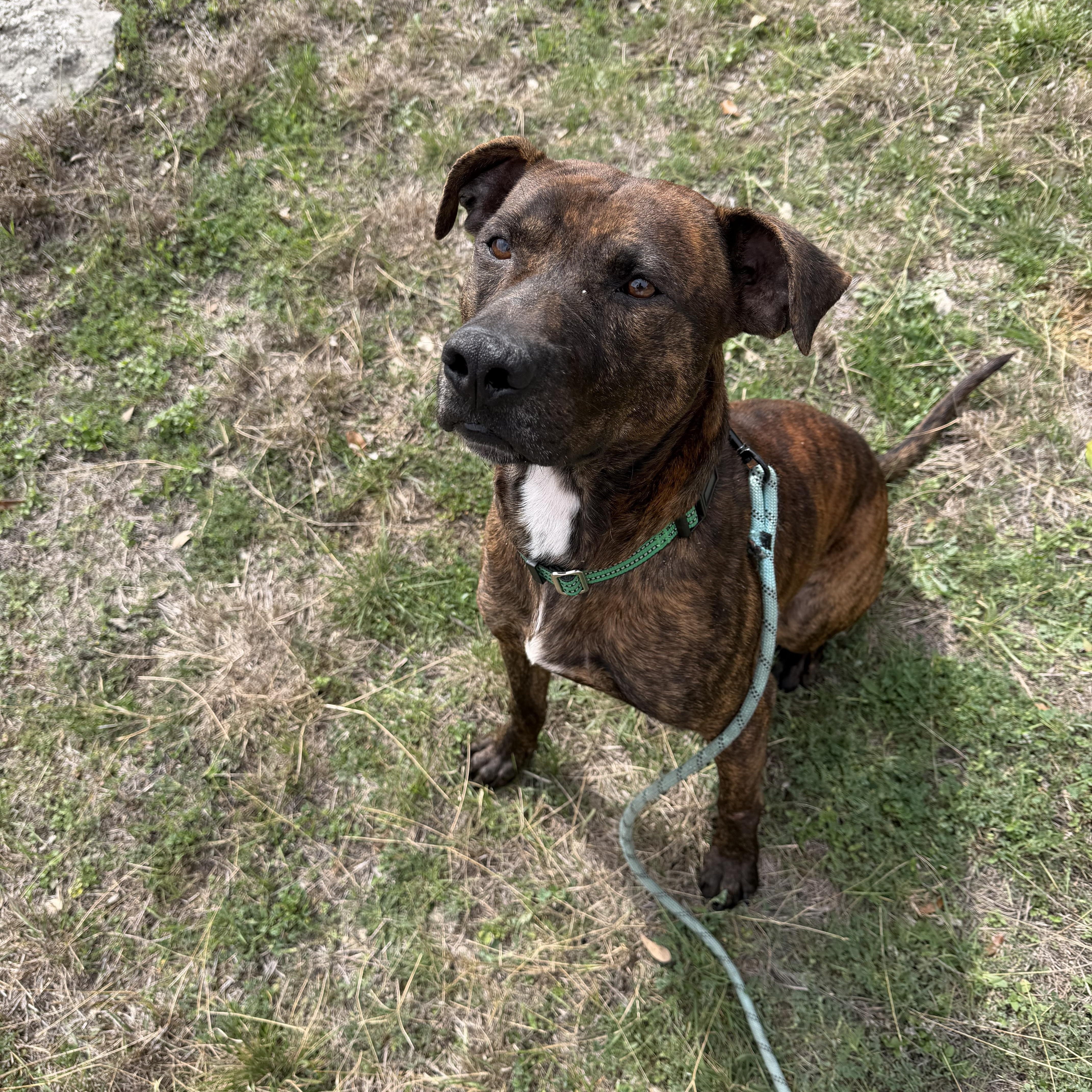 Enlarge Ralphie, an adopted American Staffordshire Terrier in Mico, TX image 5/6