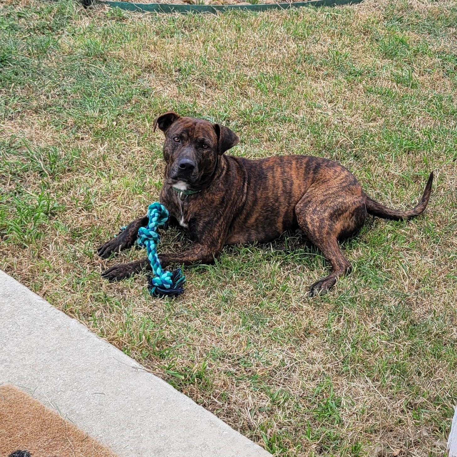 Ralphie, adopted, Young Male American Staffordshire Terrier.