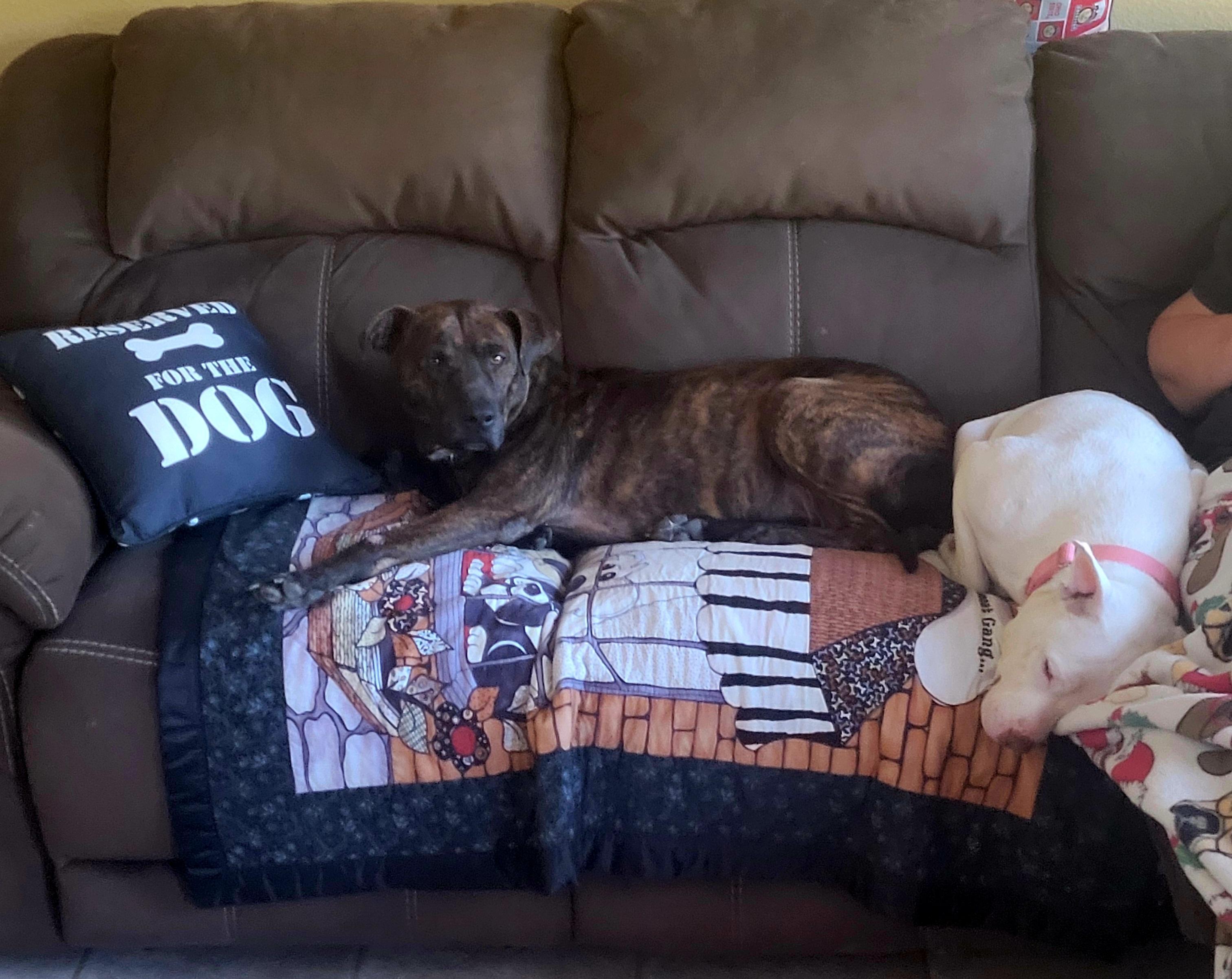 Enlarge Ralphie, an adopted American Staffordshire Terrier in Mico, TX image 2/6