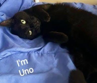 Enlarge Uno, a Adoptable Domestic Short Hair in Little River, SC image 1/1