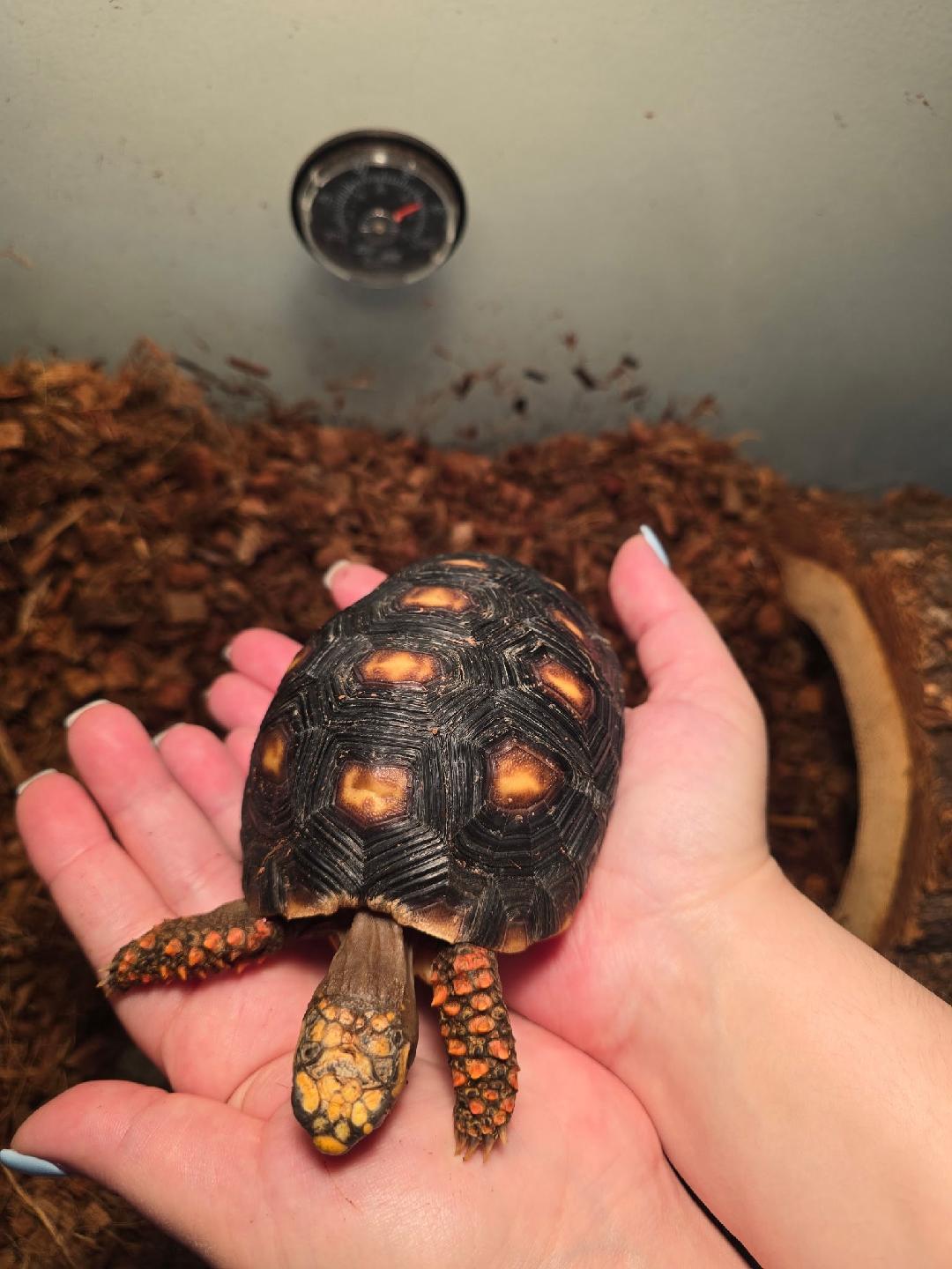 Enlarge Boris, a Adopted Red Foot in Randolph, NJ image 1/3