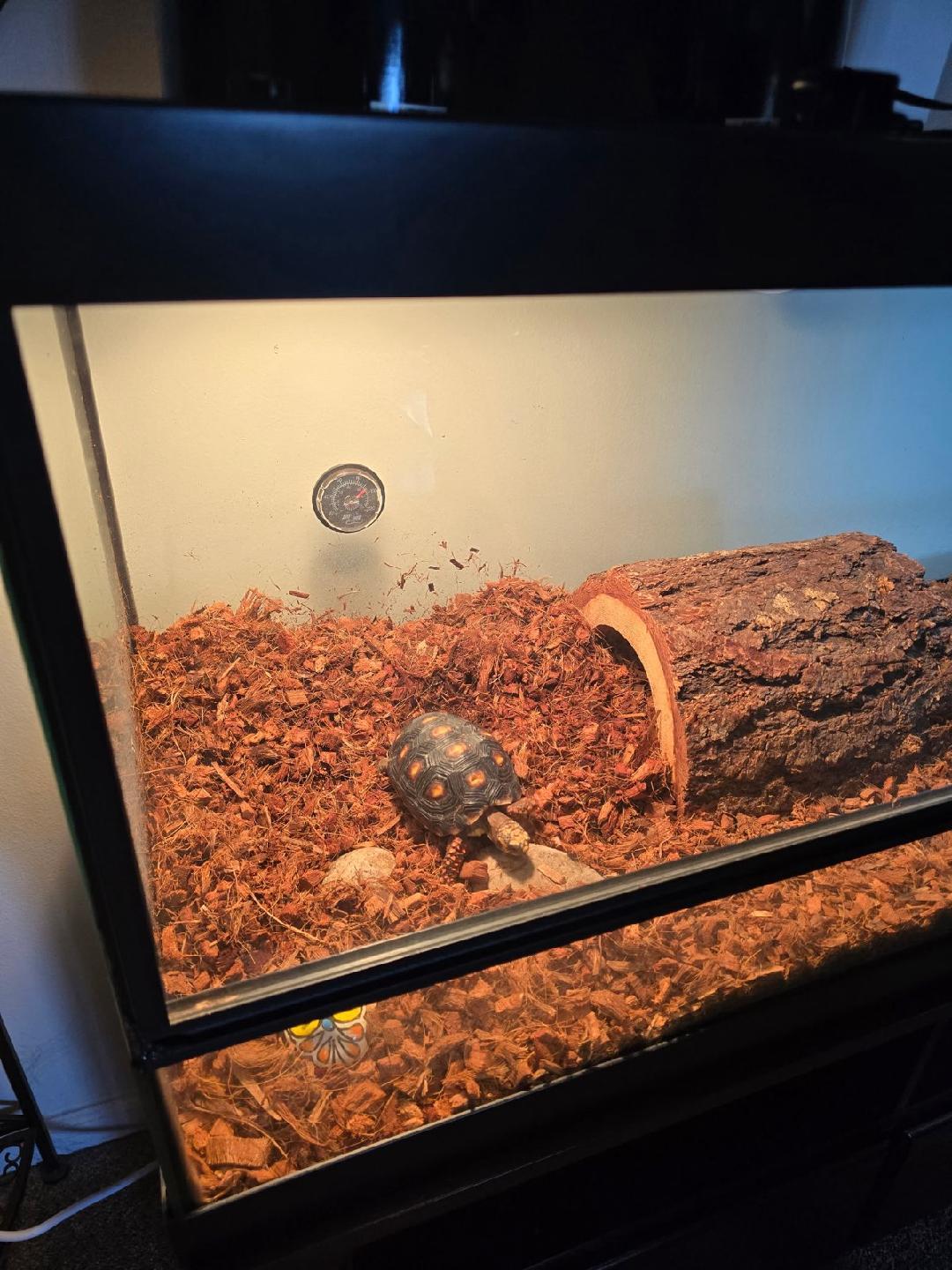 Enlarge Boris, a Adopted Red Foot in Randolph, NJ image 2/3