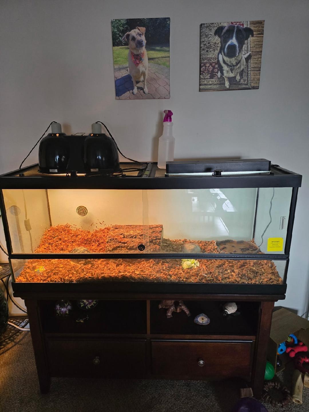 Enlarge Boris, a Adopted Red Foot in Randolph, NJ image 3/3